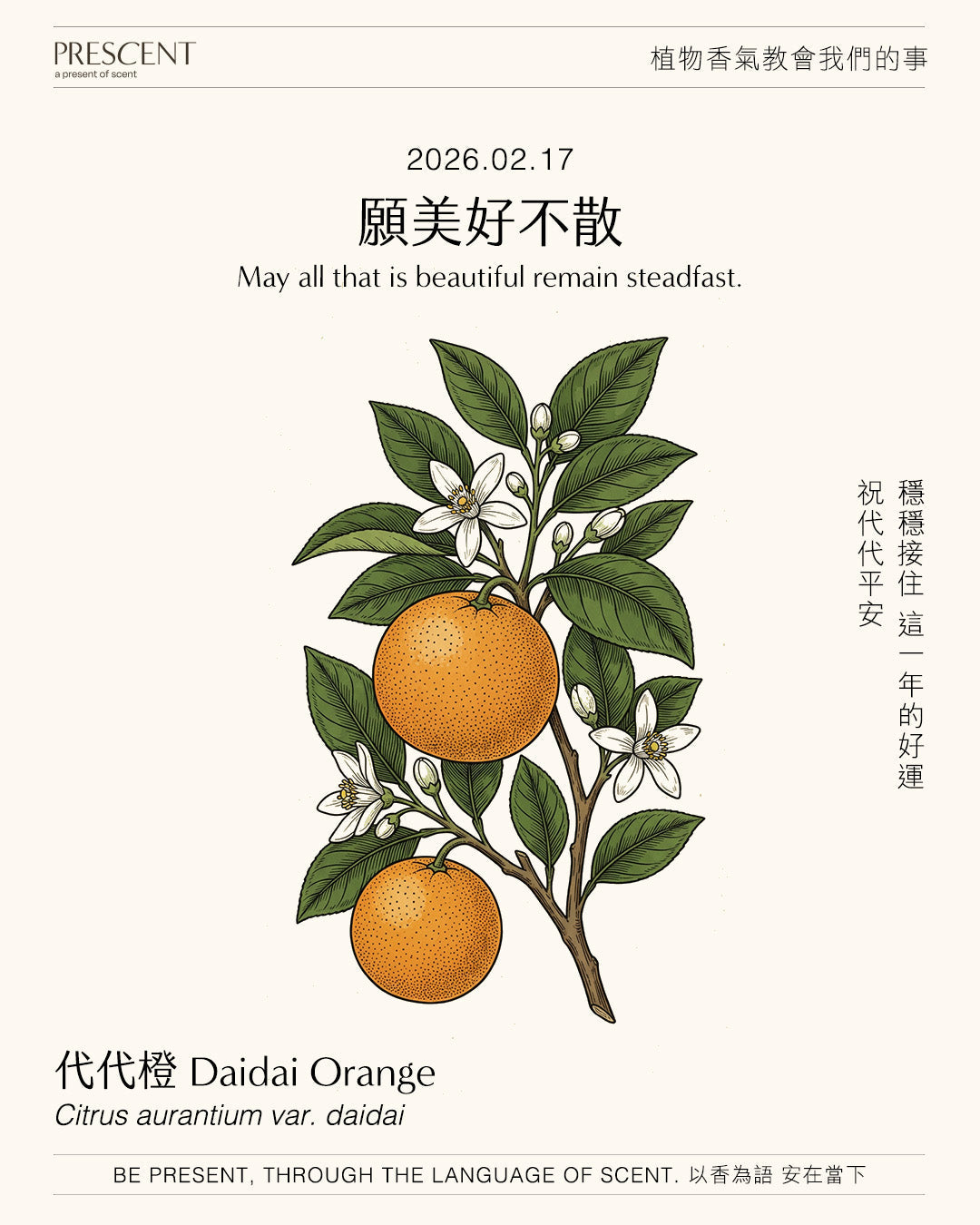 2026.02.17｜代代橙 Dadai Orange