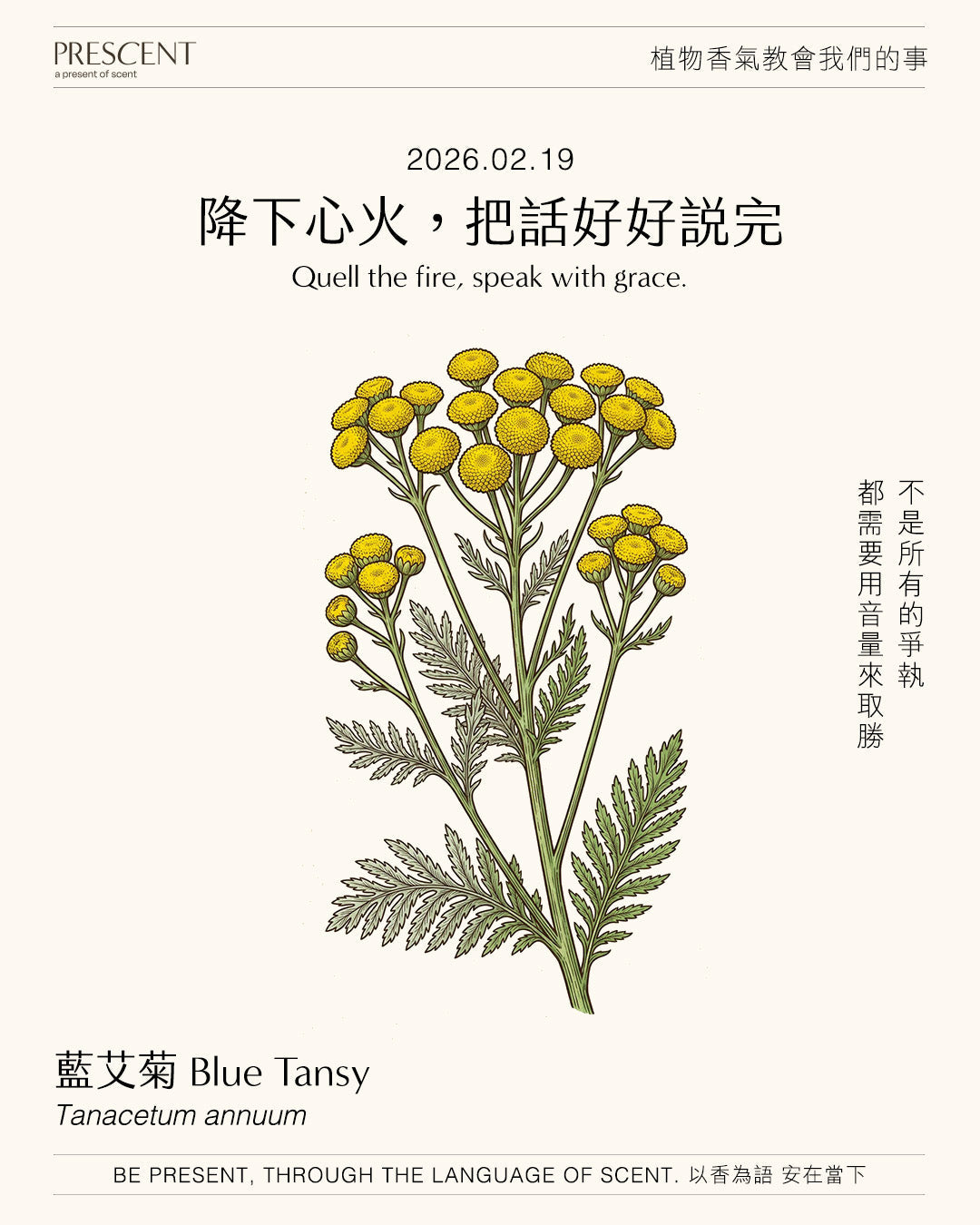 2026.02.19｜摩洛哥藍艾菊 Blue Tansy