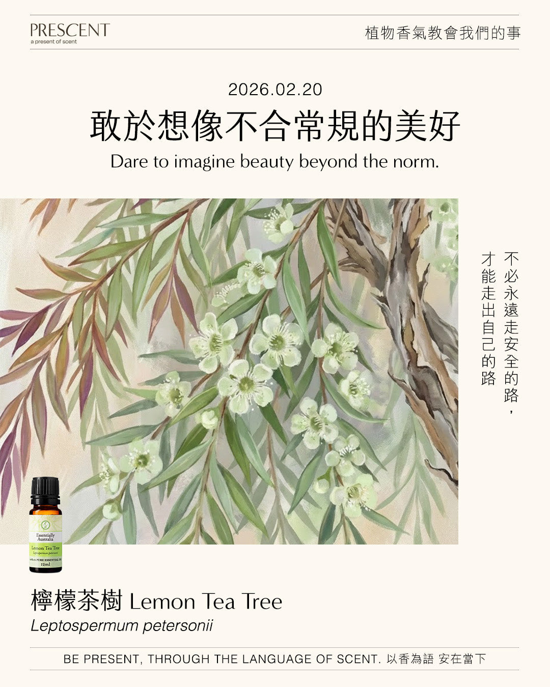 2026.02.20｜檸檬茶樹 Lemon Tea Tree
