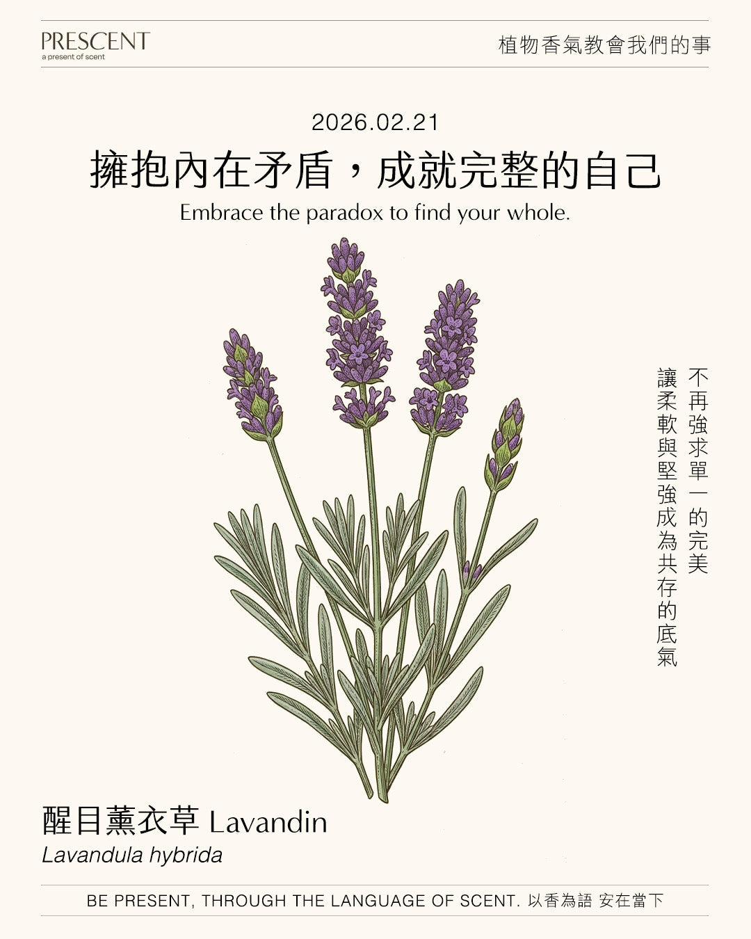 2026.02.21｜醒目薰衣草 Lavadin