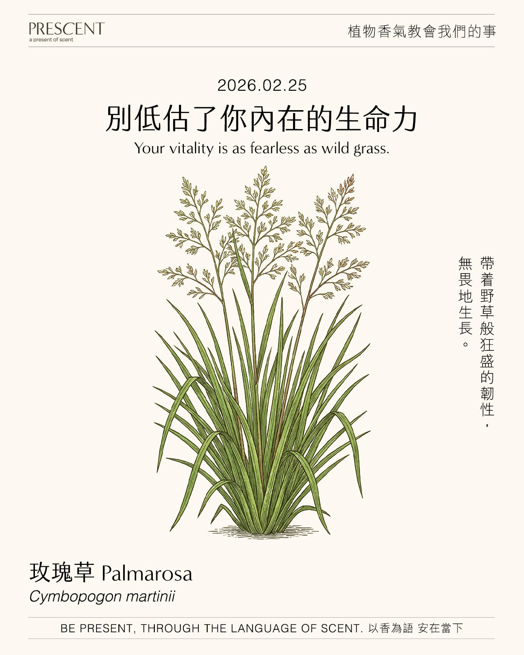 2026.02.25｜玫瑰草 Palmarosa