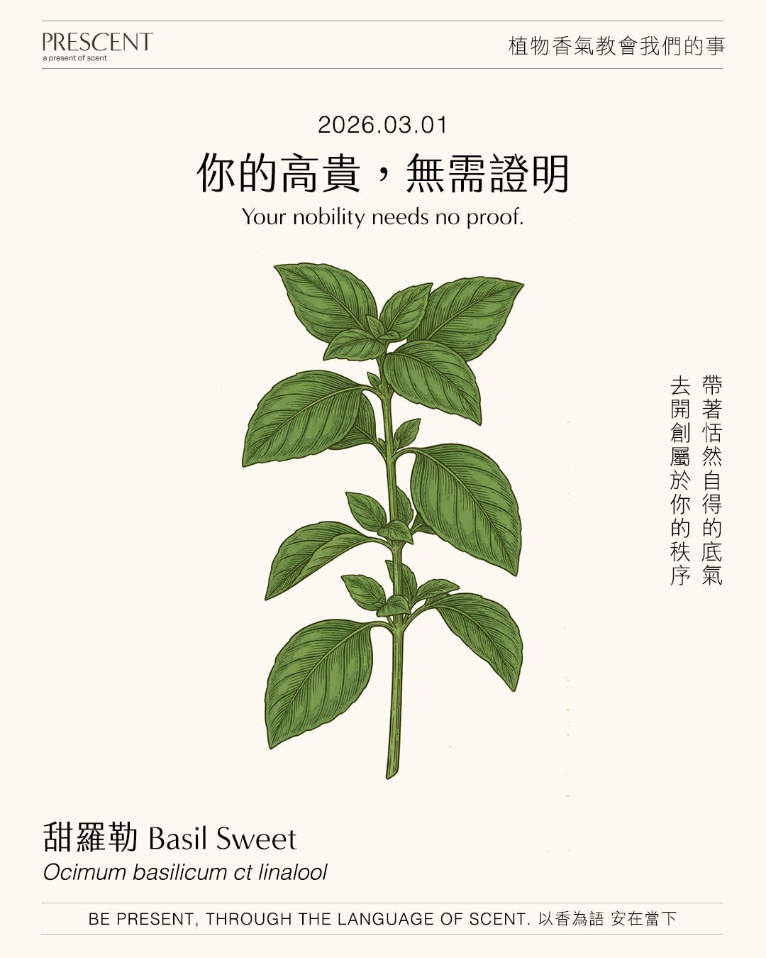 2026.03.01｜甜羅勒 Basil Sweet