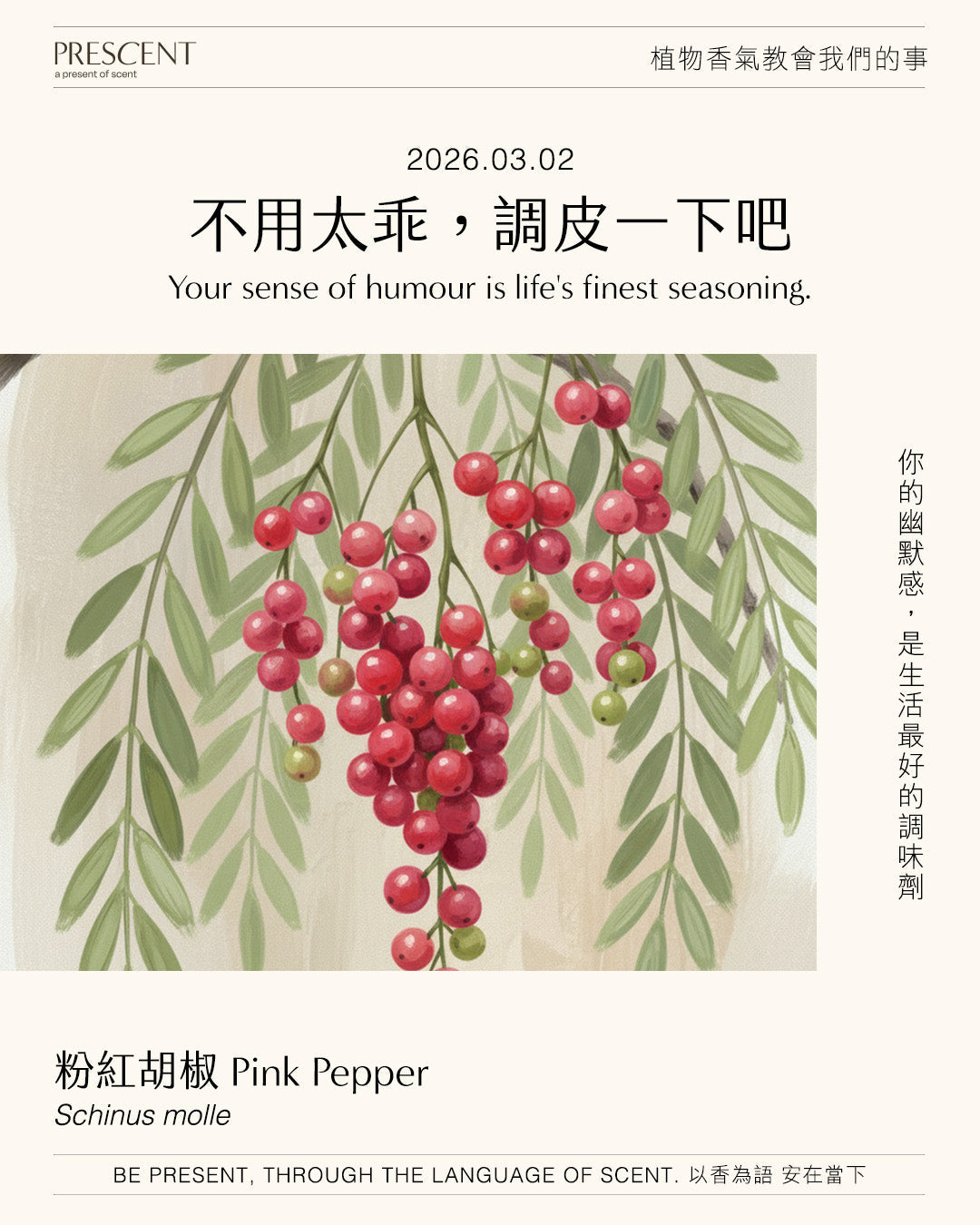 2026.03.02｜粉紅胡椒 Pink Pepper / Schinus molle