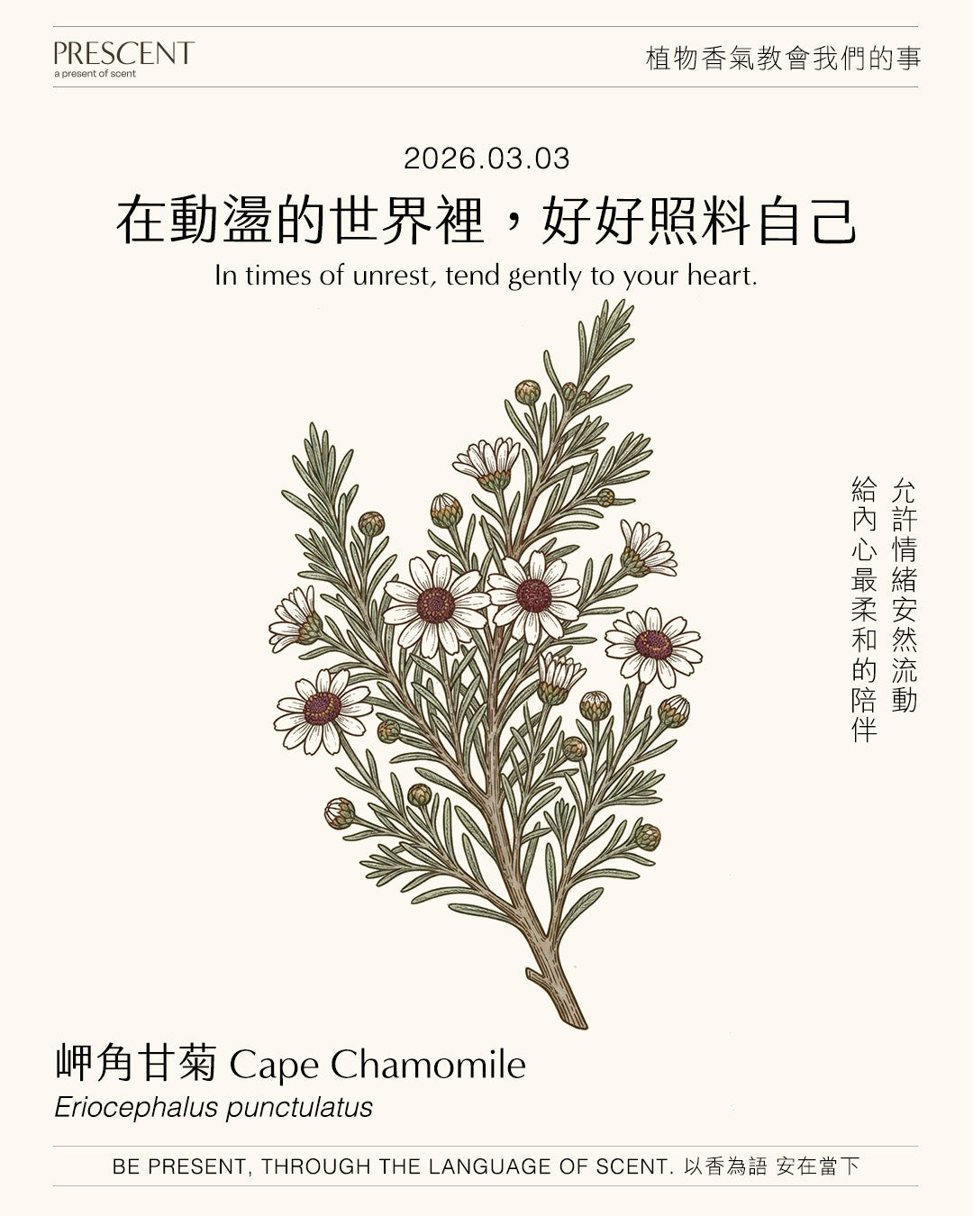 2026.03.03｜岬角洋甘菊 Cape Chamomile