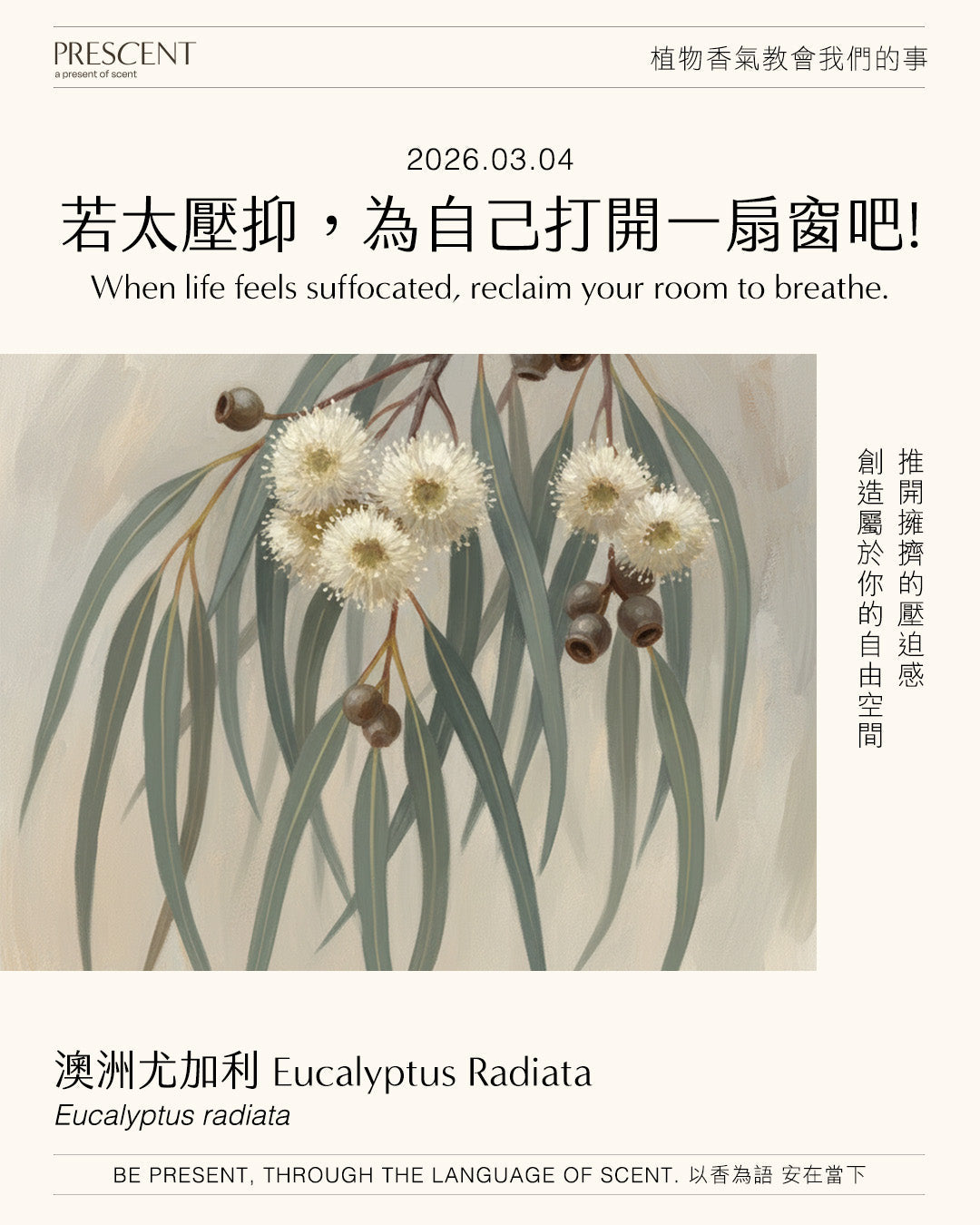 2026.03.04｜澳洲尤加利