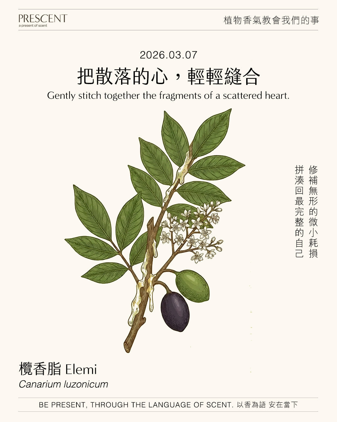 2026.03.07｜欖香脂 Elemi