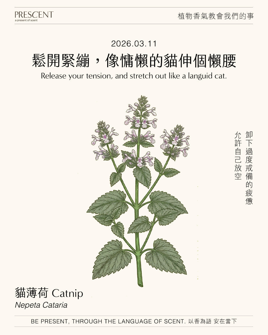 2026.03.11｜貓薄荷 Catnip