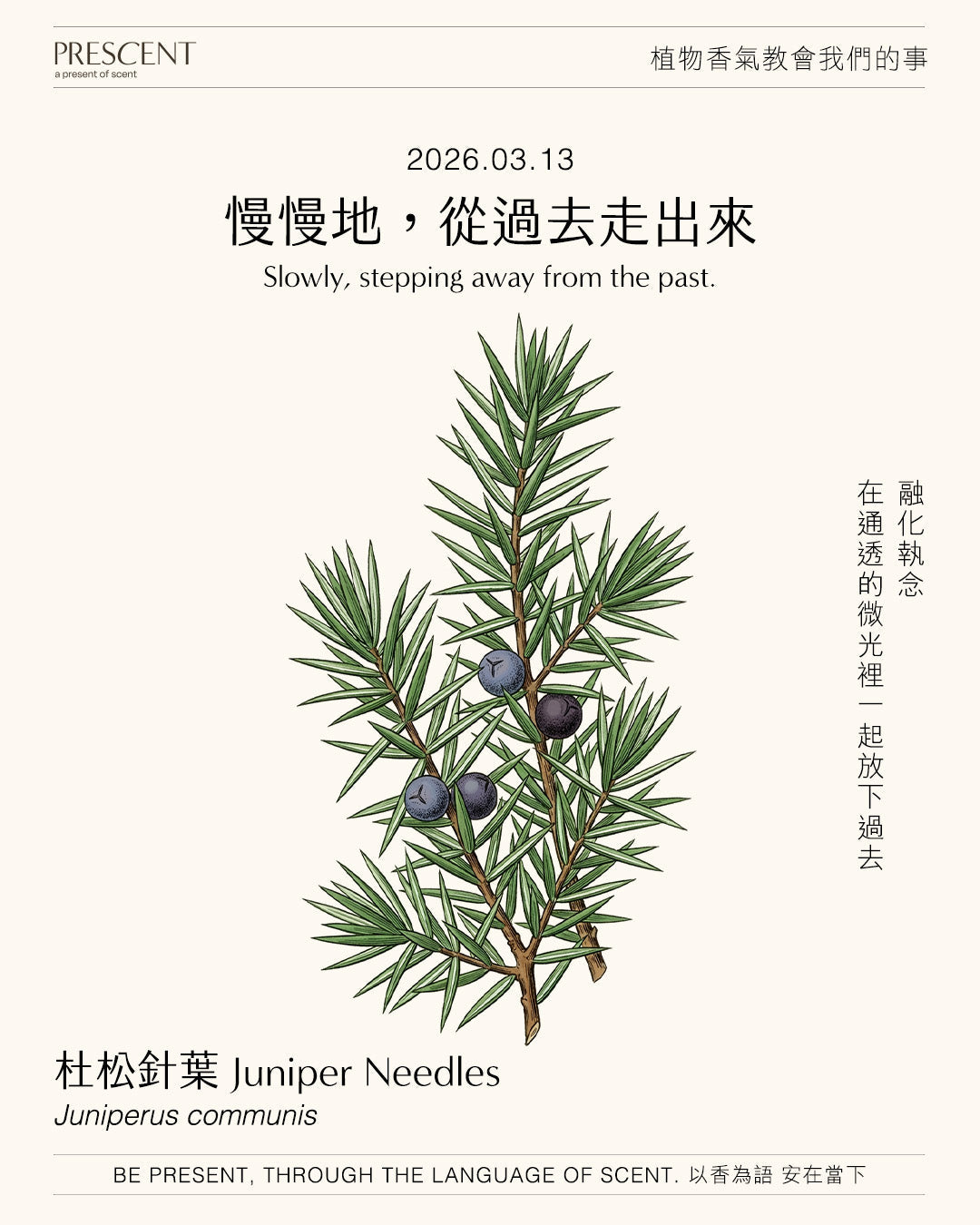 2026.03.13｜杜松針葉 Juniper Needles