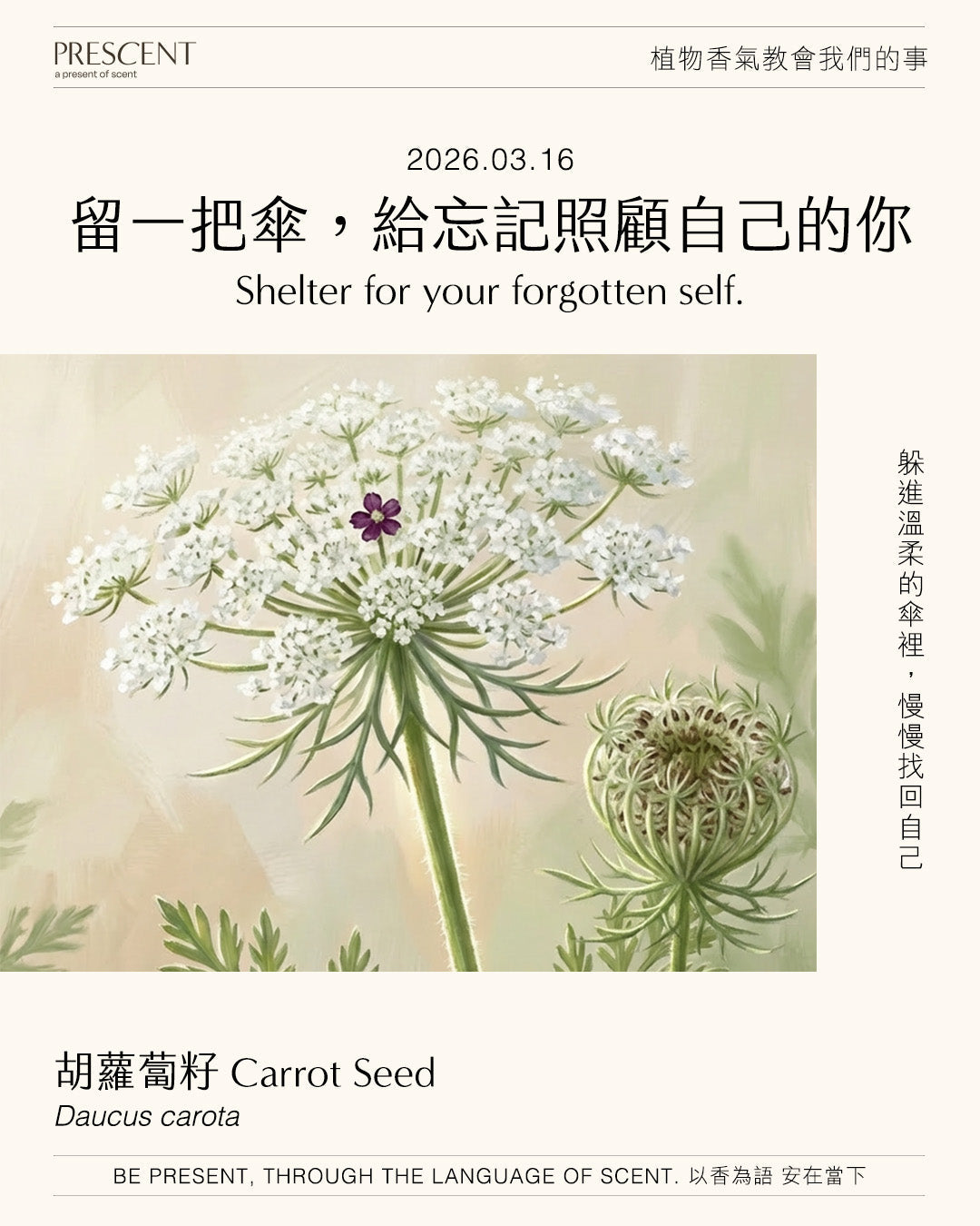 2026.03.16｜胡蘿蔔籽 Carrot Seed