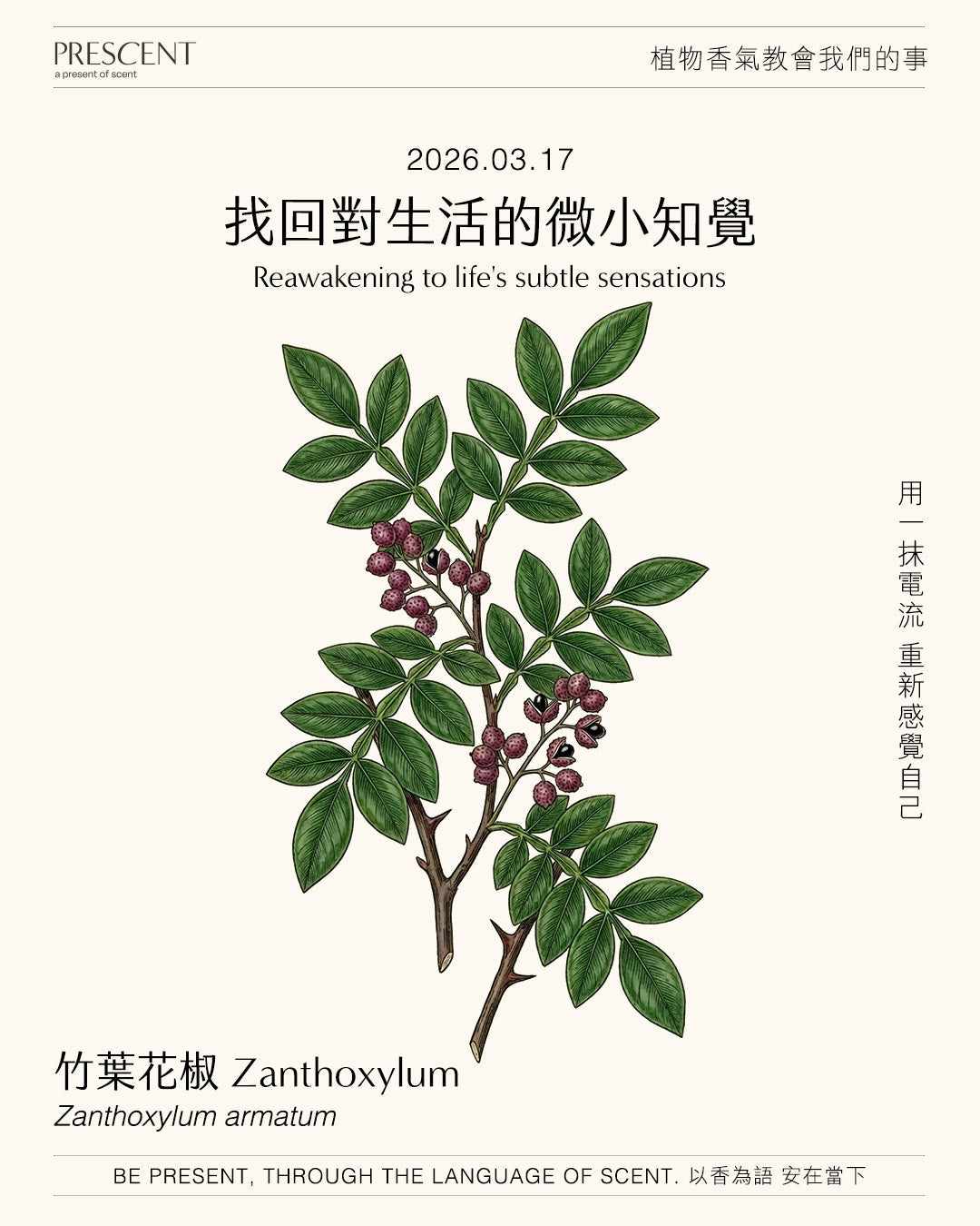 2026.03.17｜竹葉花椒 Zanthoxylum