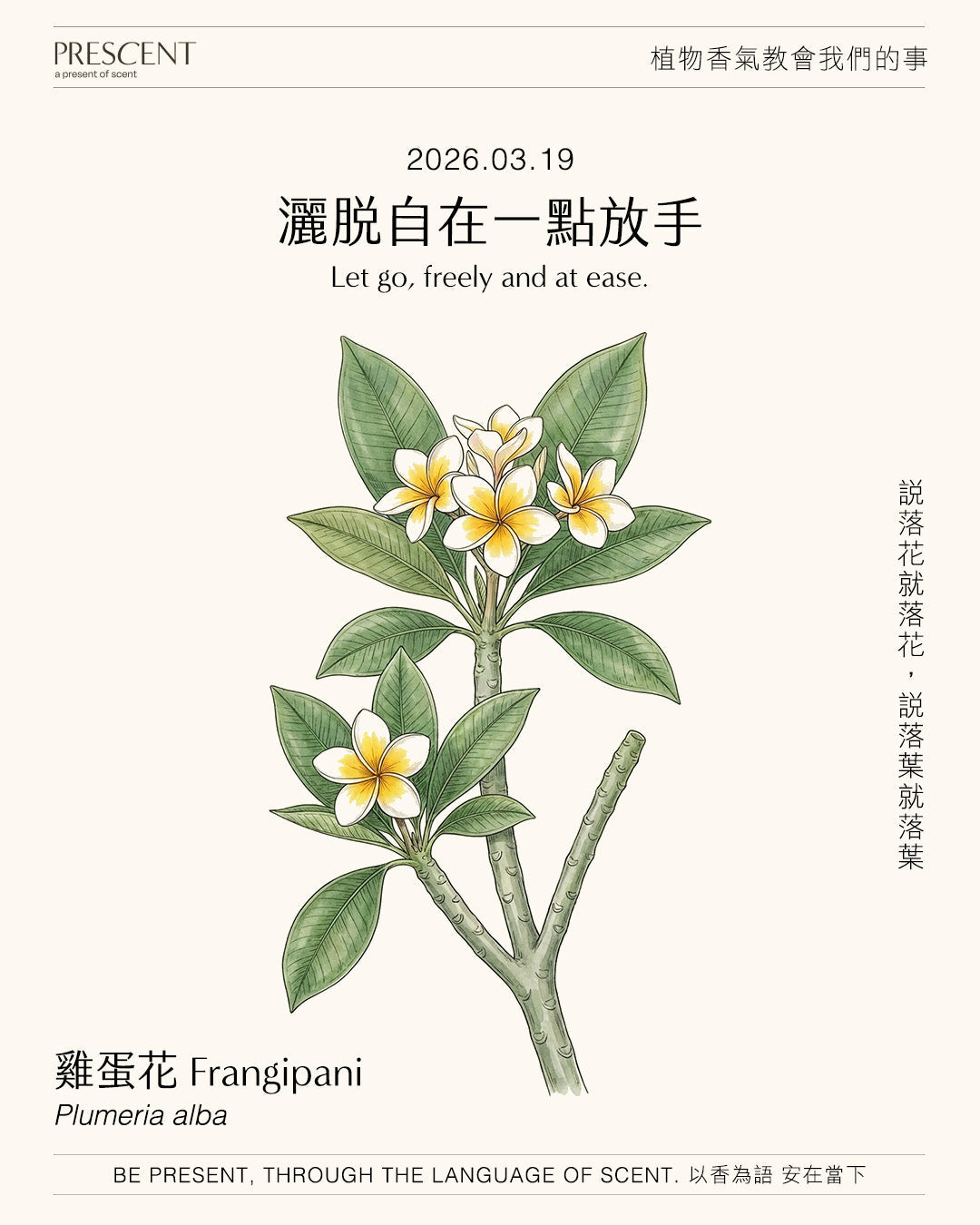 2026.03.19｜雞蛋花 Frangipani