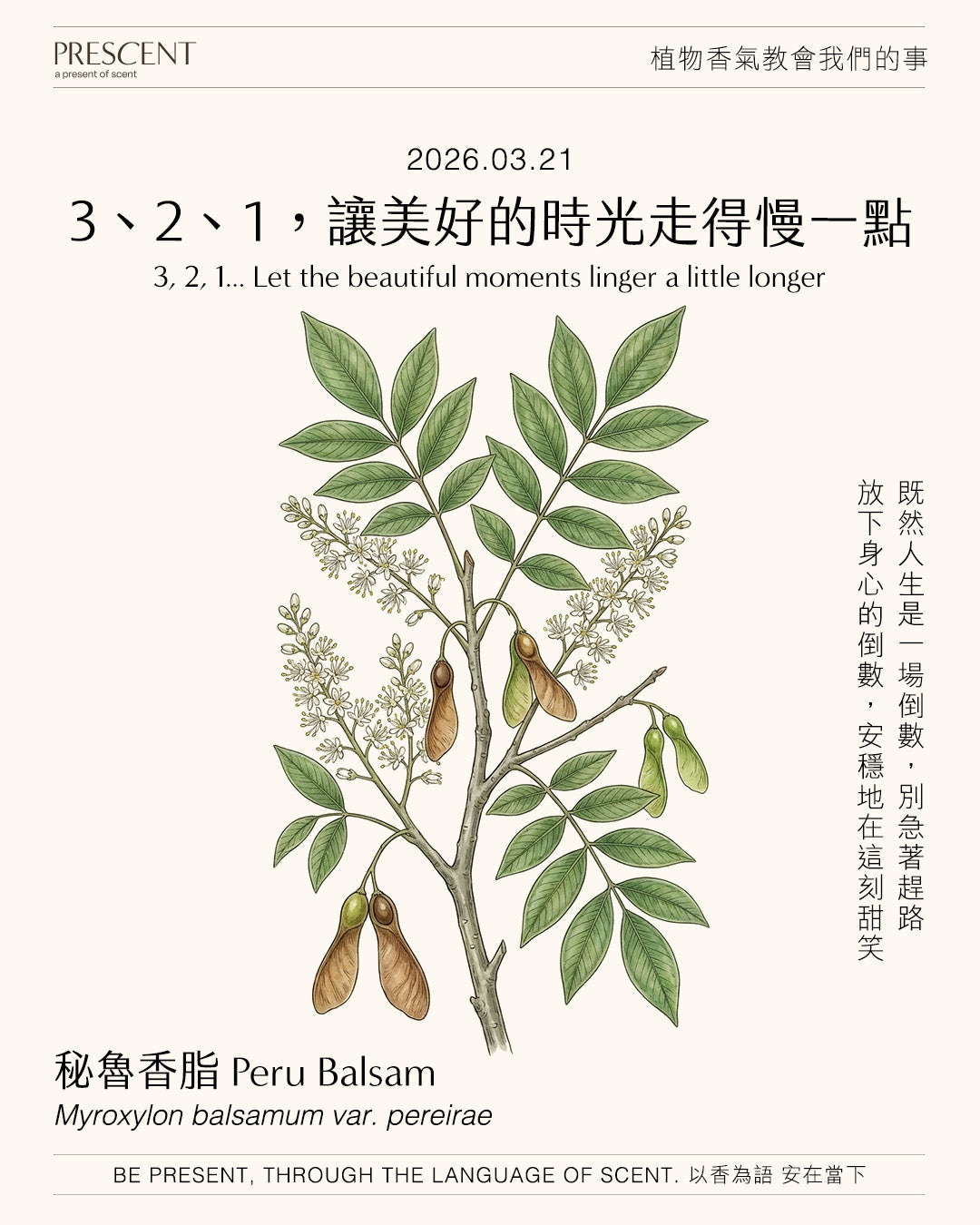 2026.03.21｜秘魯香脂 Peru Balsam