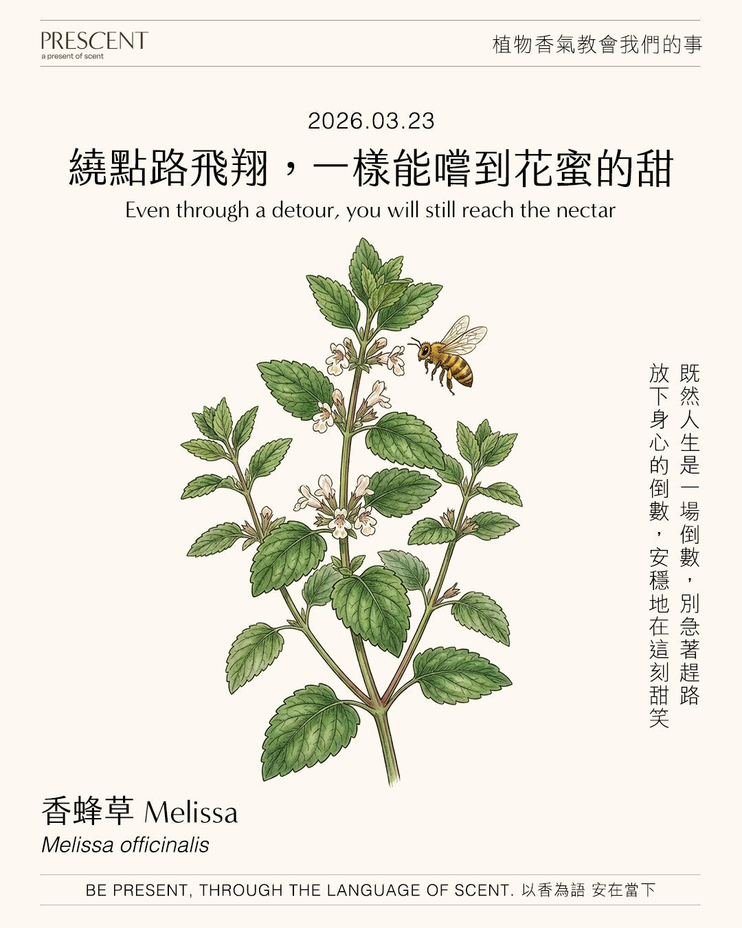 2026.03.23｜香蜂草 Melissa