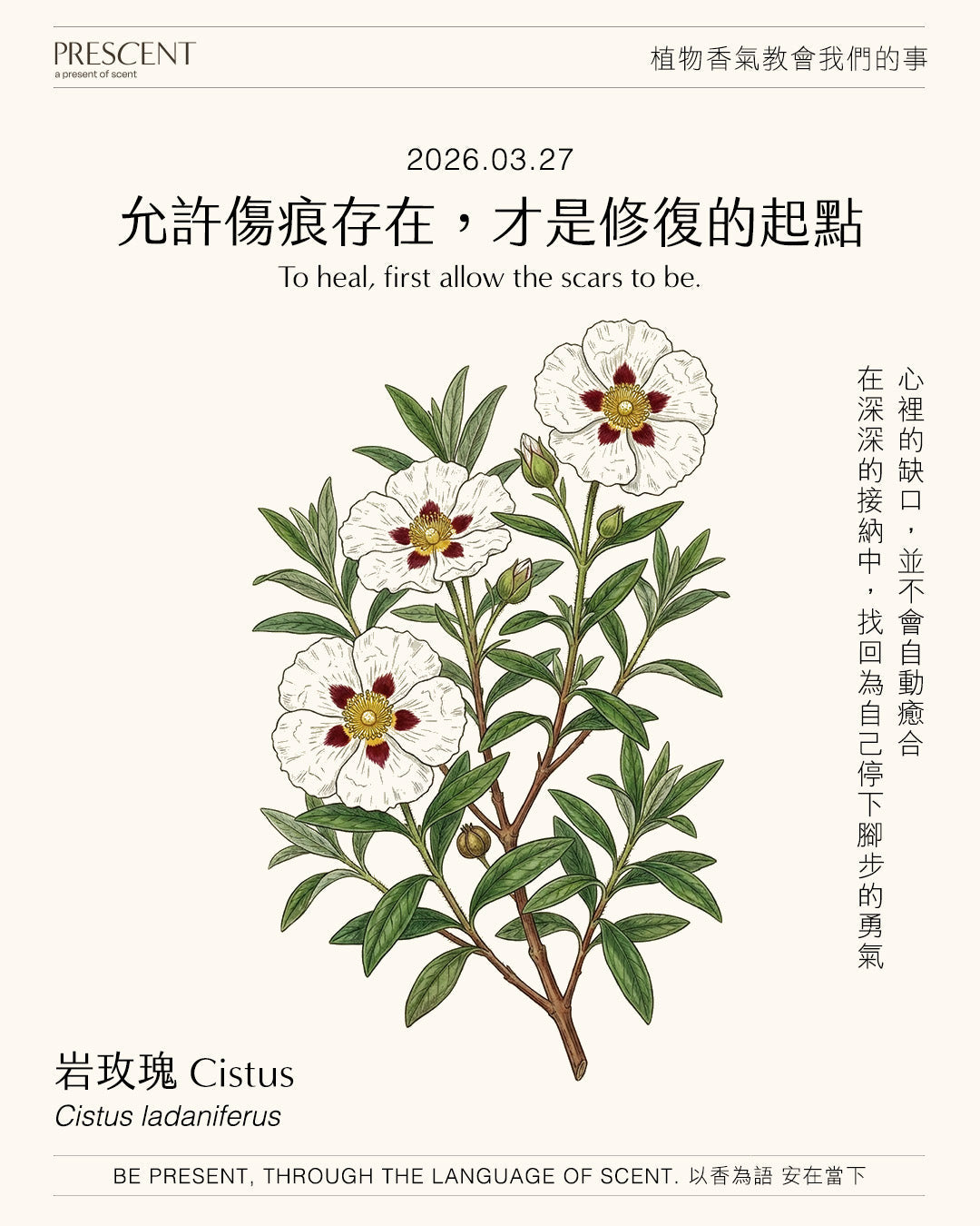 2026.03.27｜岩玫瑰 Cistus