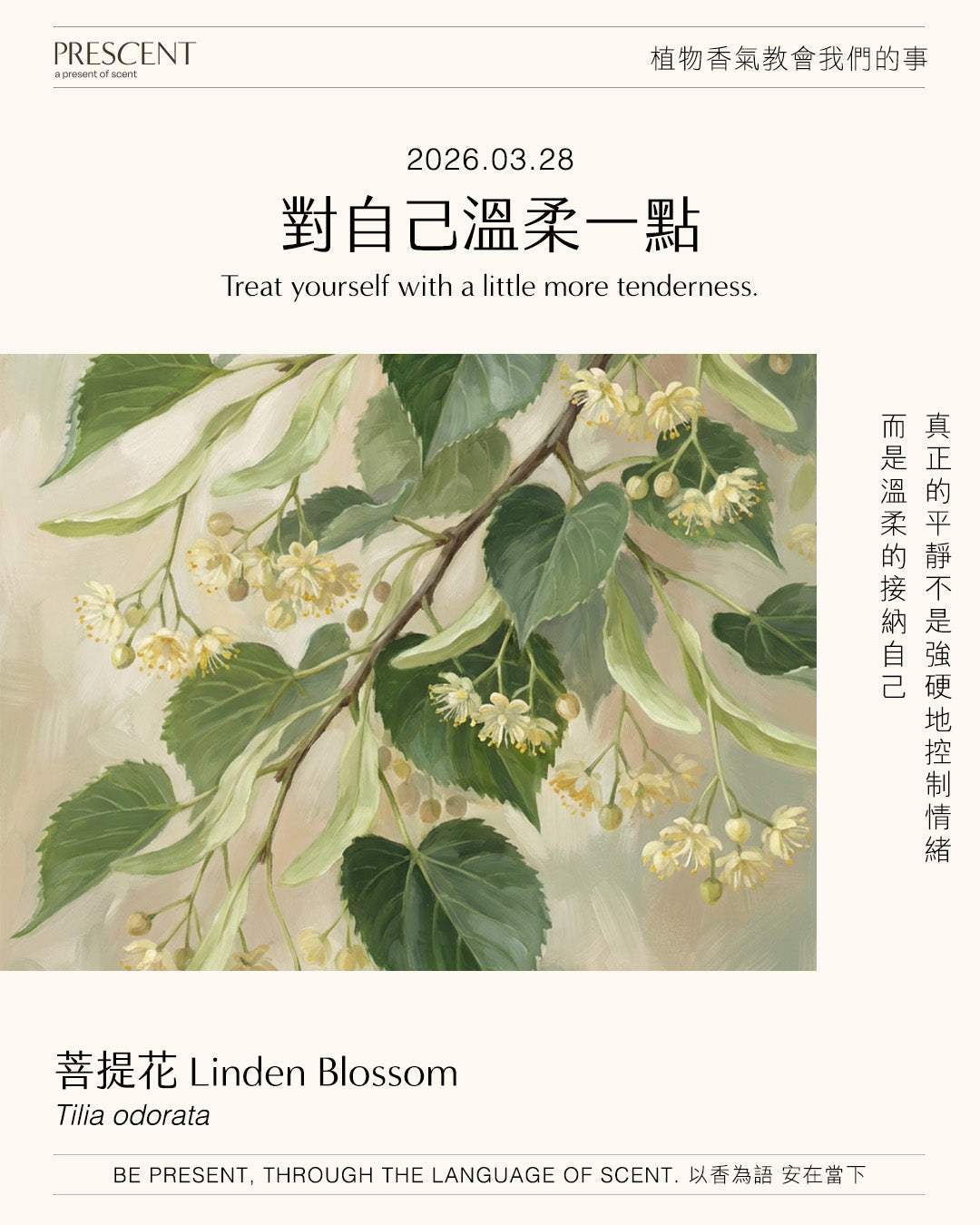 2026.03.28｜菩提花 Linden Blossom