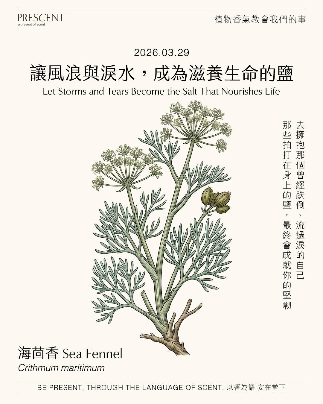 2026.03.29｜海茴香 Sea Fennel
