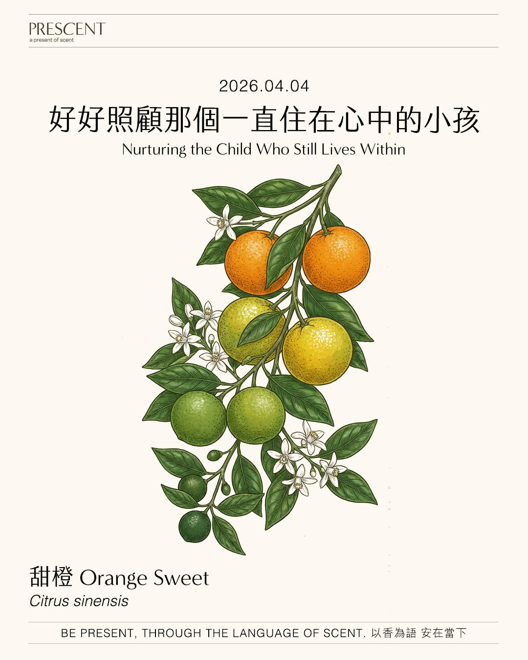 2026.04.04｜甜橙 Orange Sweet