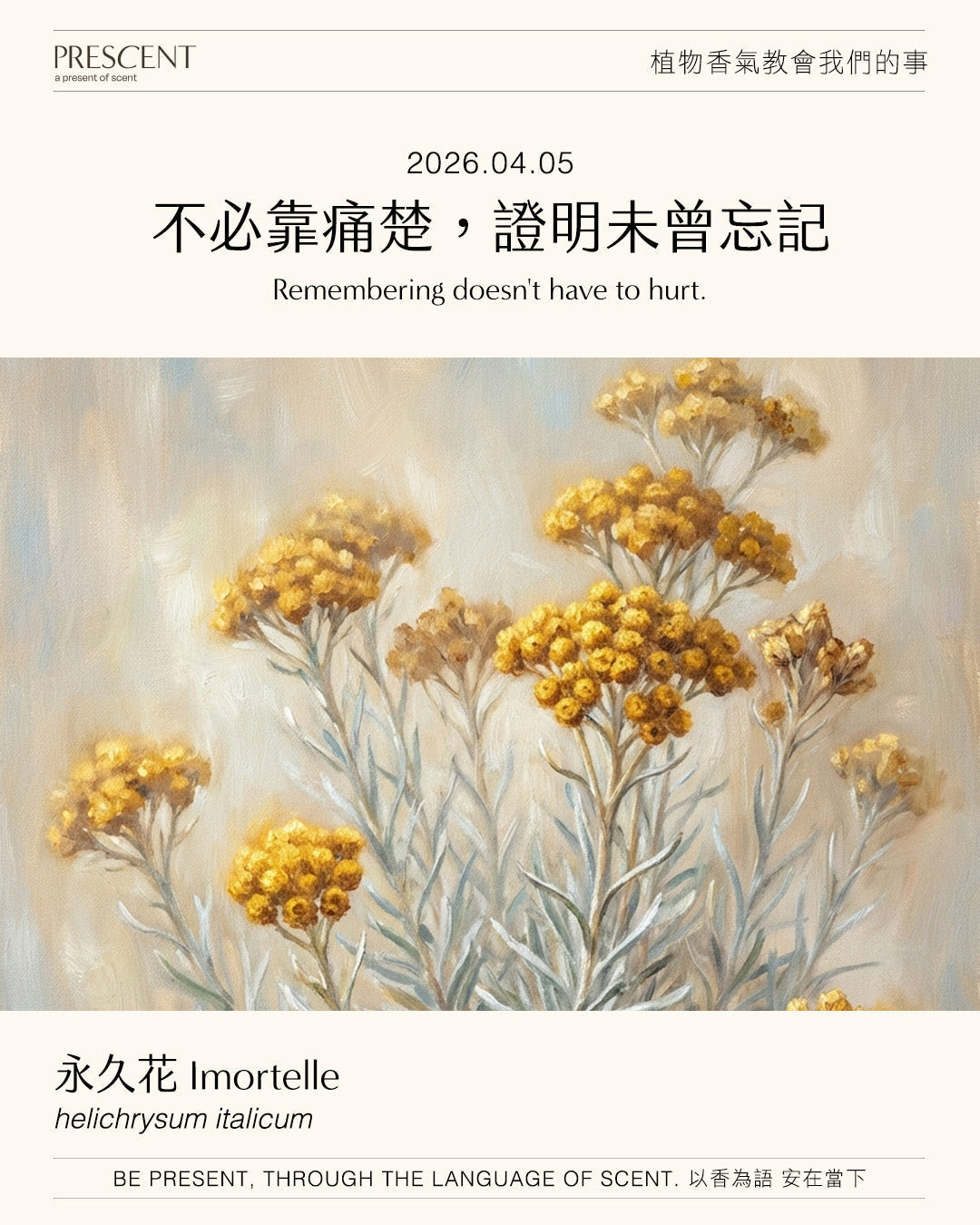 2026.04.05｜永久花 Imortelle