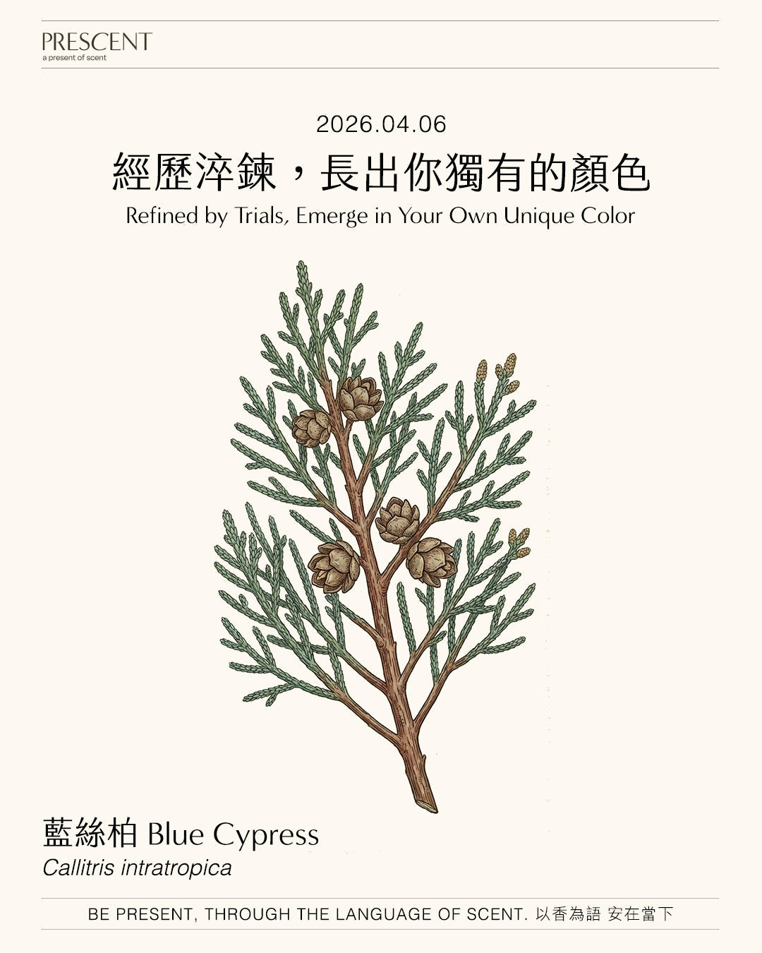 2026.04.06｜藍絲柏 Blue Cypress