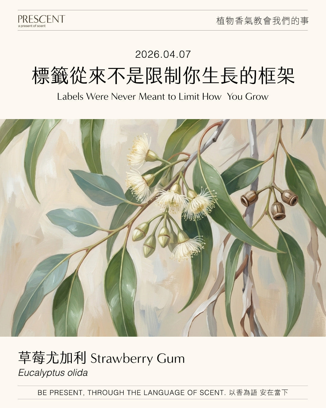 2026.04.07｜草莓尤加利 Strawberry Gum