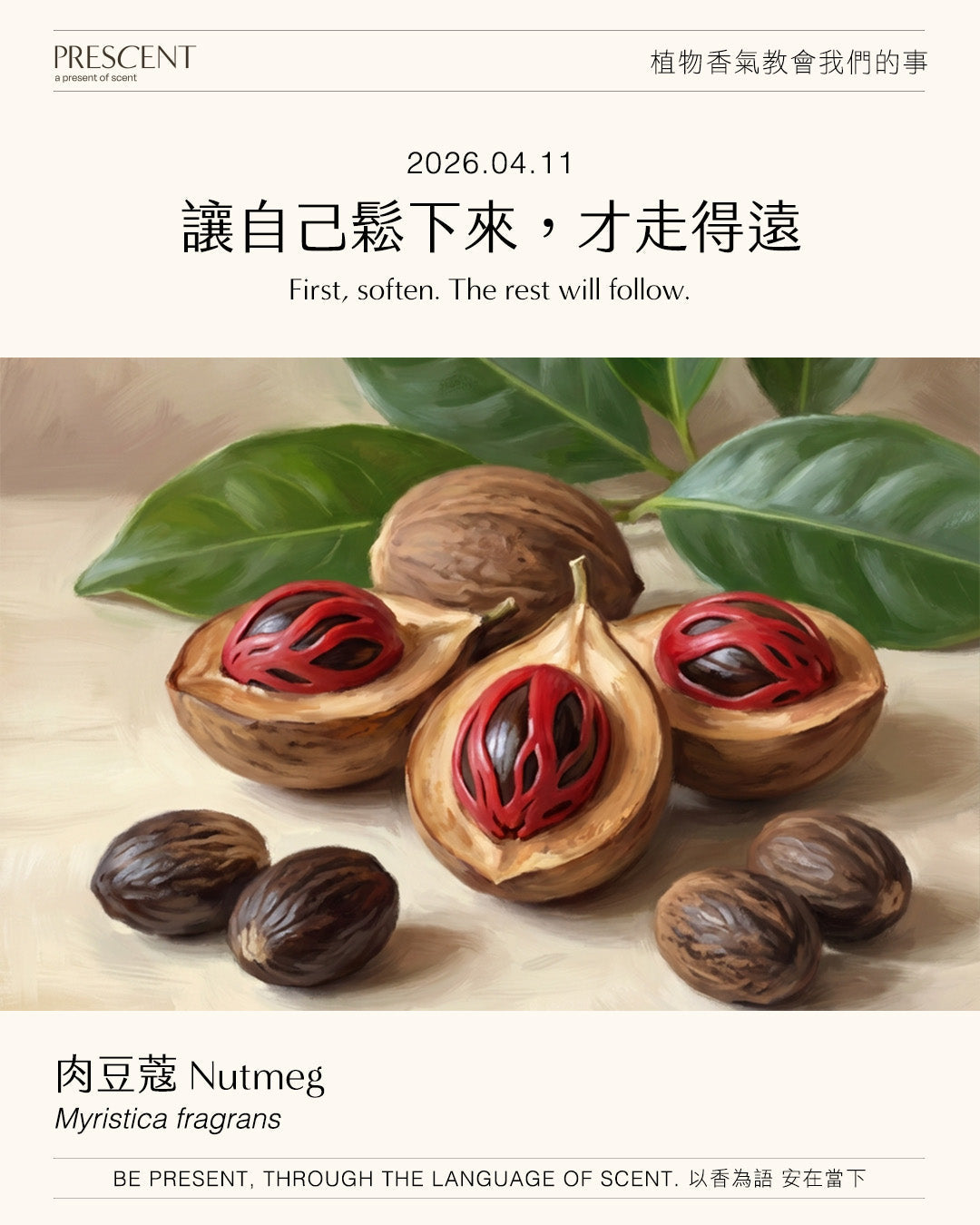 2026.04.11｜肉豆蔻 Nutmeg