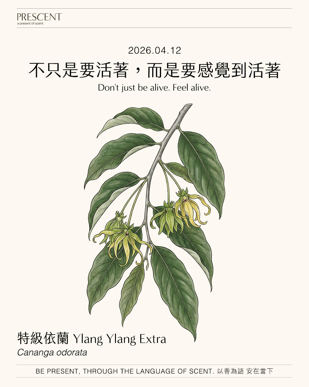 2026.04.12｜特級依蘭 Ylang Ylang Extra