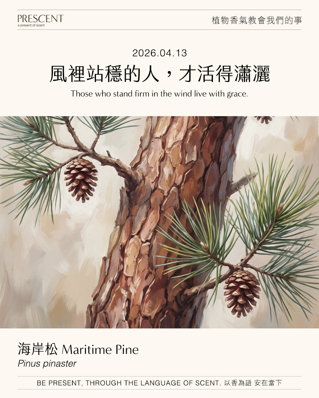 2026.04.13｜海岸松 Ocean Pine