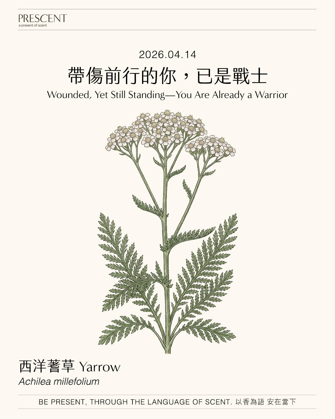 2026.04.14｜西洋蓍草 Yarrow