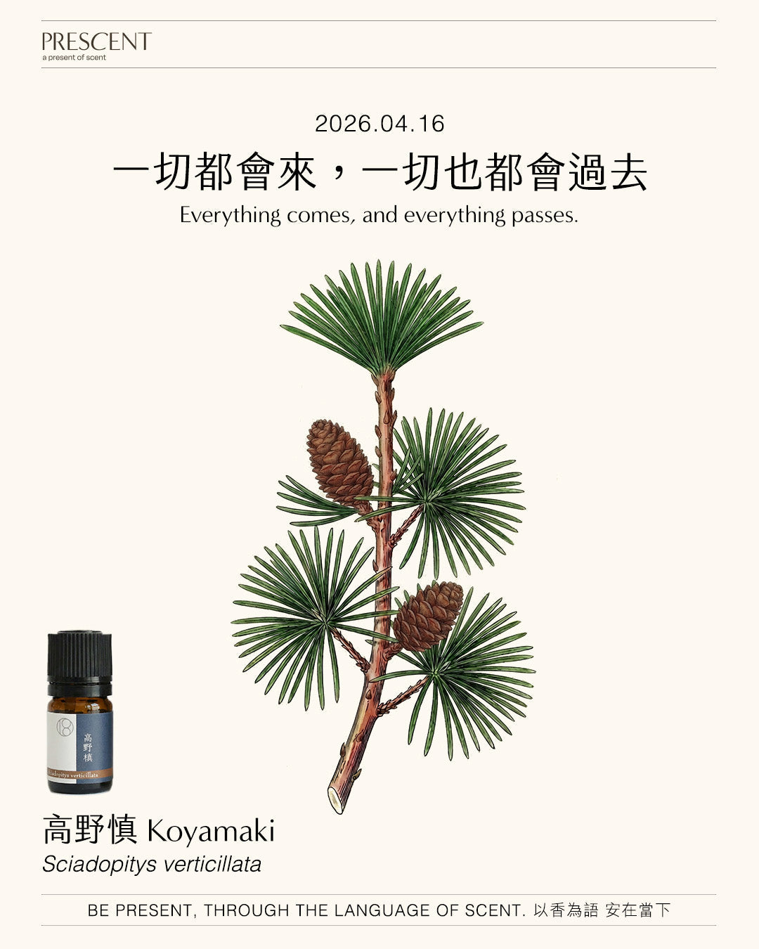 2026.04.15｜波羅尼花 Boronia