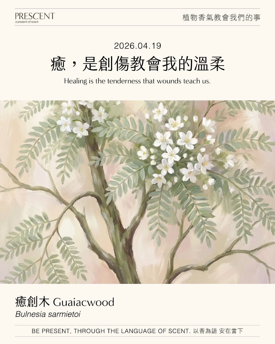 2026.04.19｜癒創木 Guaiacwood