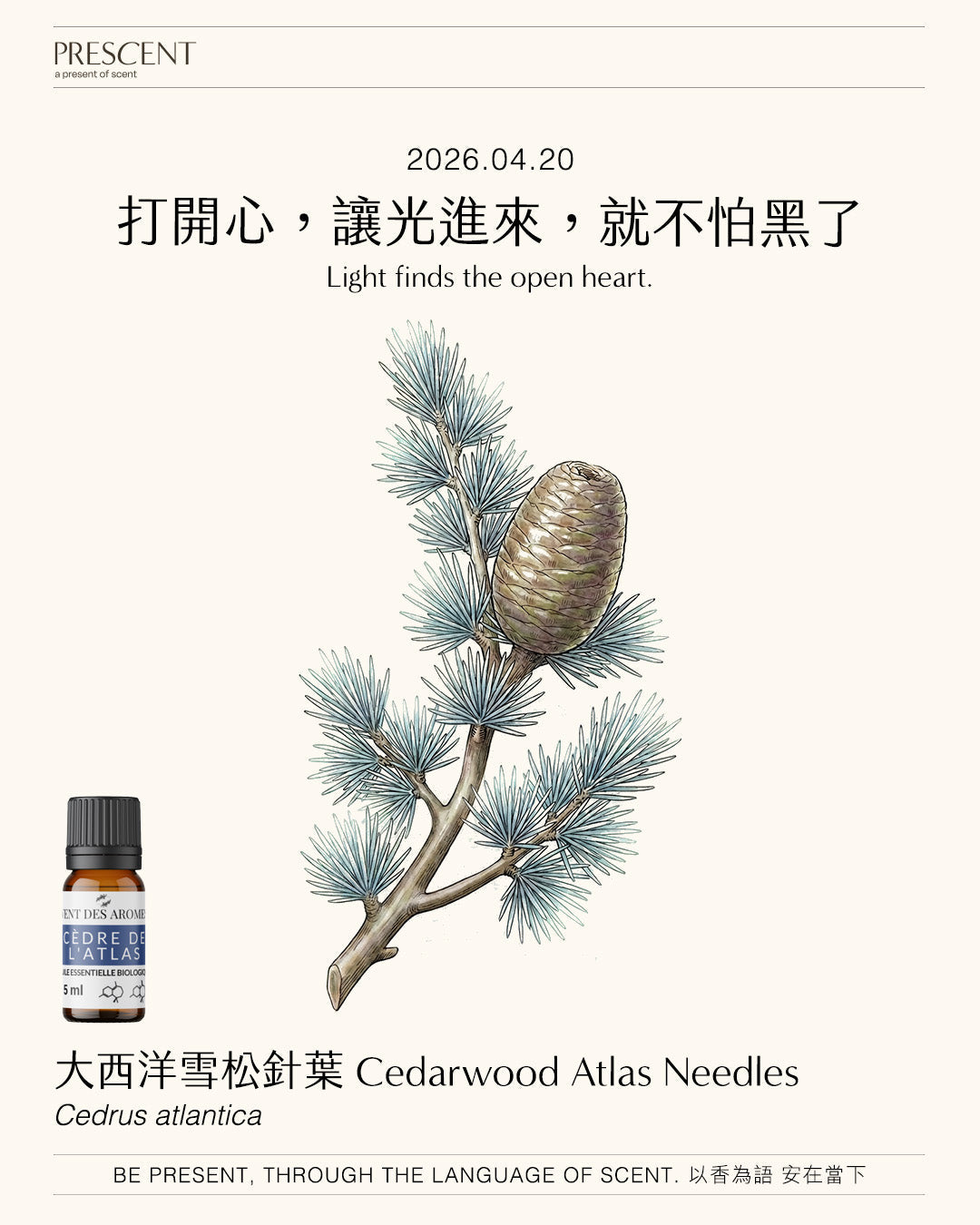 2026.04.20｜大西洋雪松針葉 Cedarwood Atlas Needles
