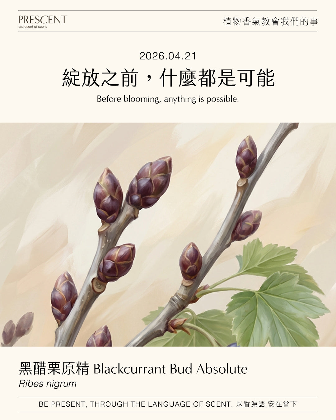 2026.04.21｜黑醋栗原精 Blackcurrant Bud Absolute
