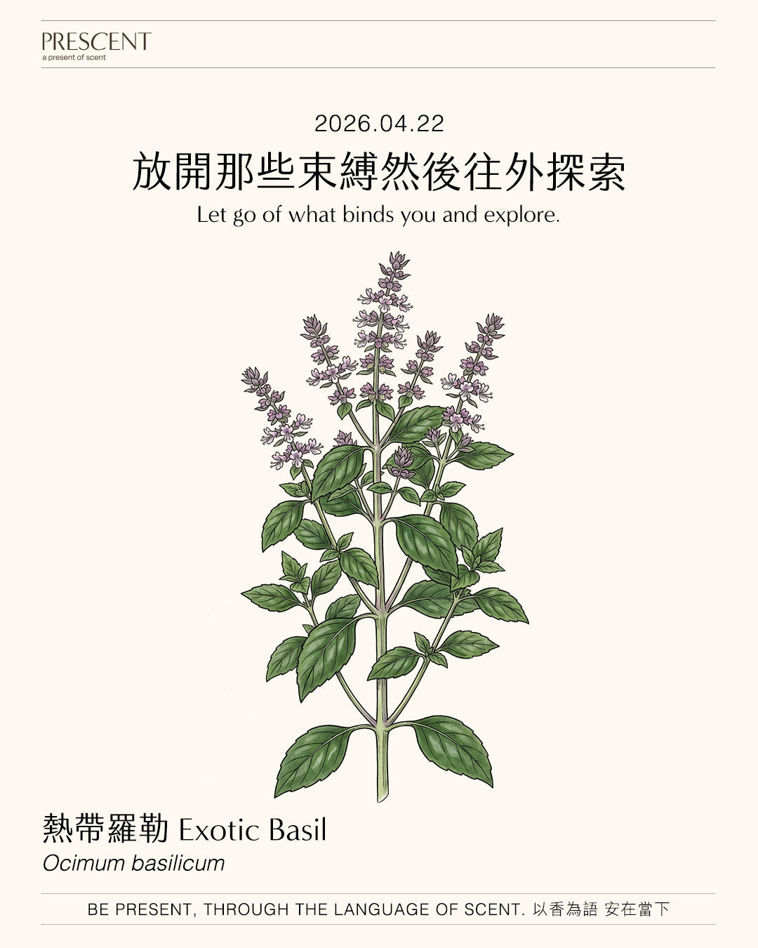 2026.04.22｜熱帶羅勒 Exotic Basil