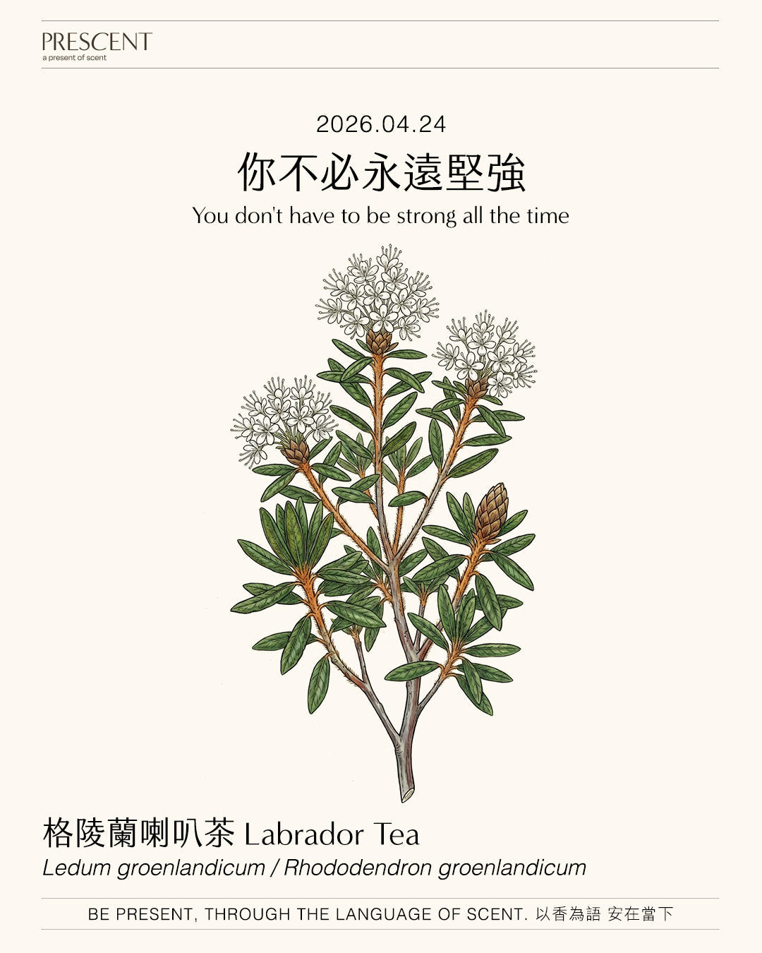 2026.04.24｜格陵蘭喇叭茶 Labrador tea