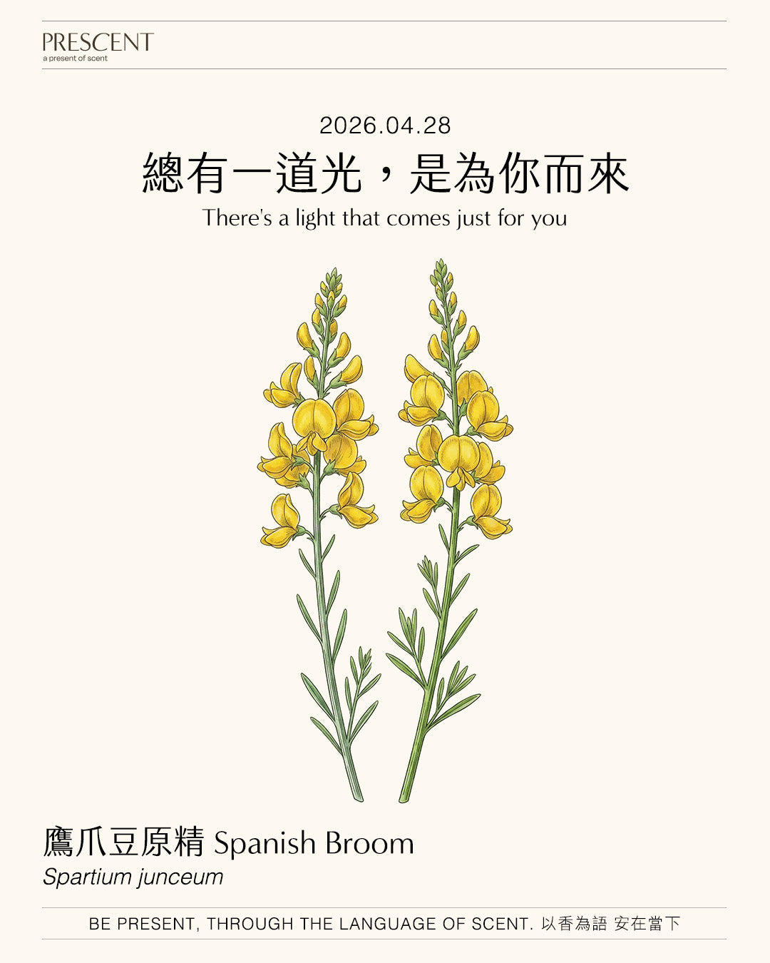 2026.04.28｜鷹爪豆 Spanish Broom