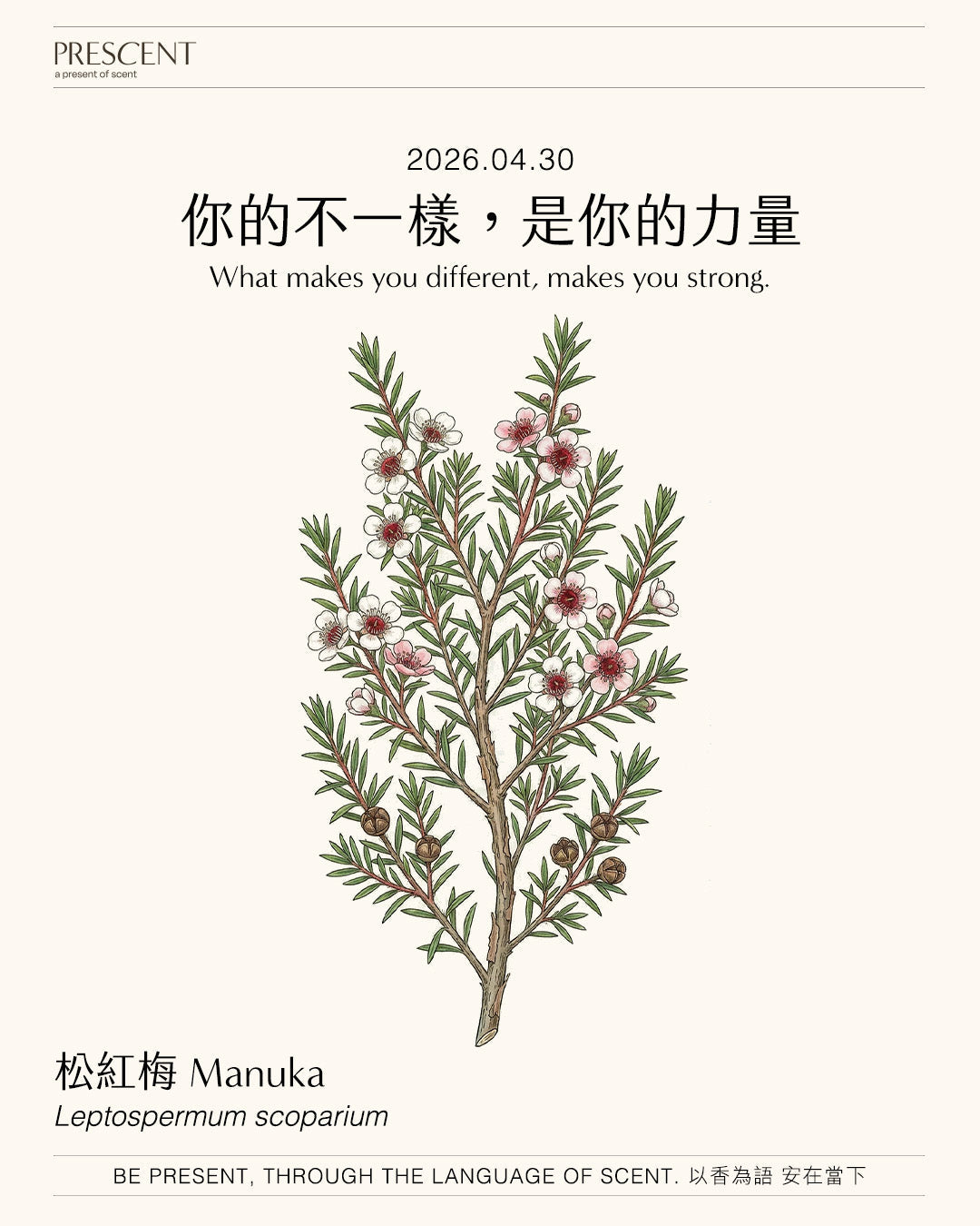 2026.04.29｜紅檜 Taiwan red cypress