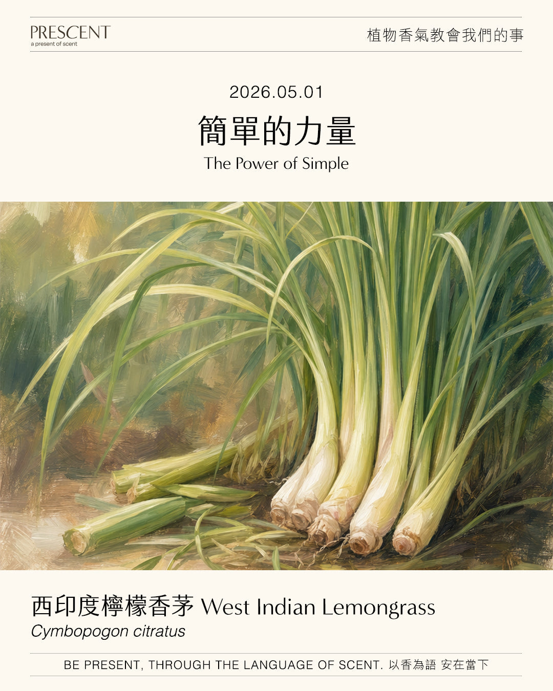 2026.05.01｜西印度檸檬香茅 West Indian Lemongrass