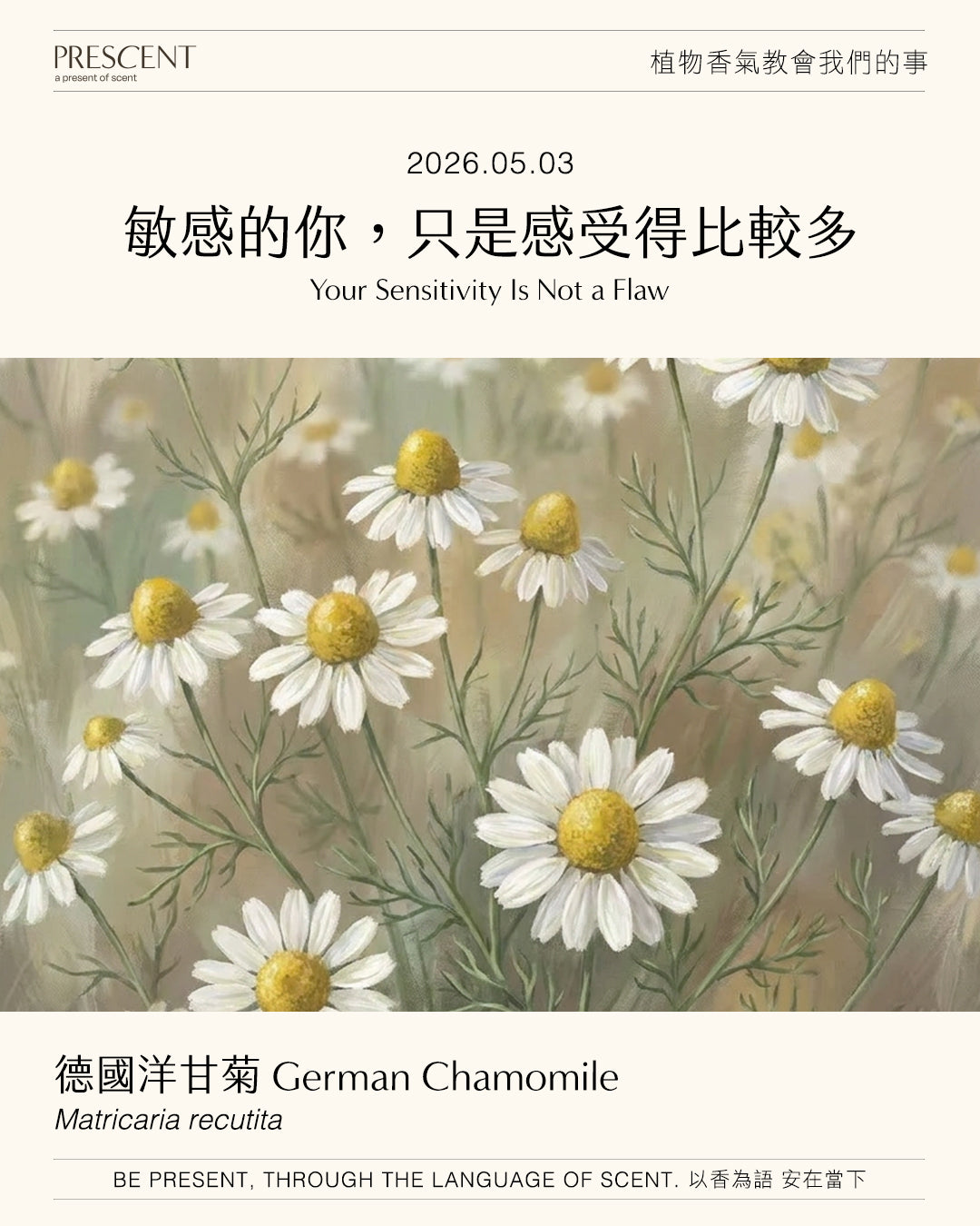2026.05.03｜德國洋甘菊 German Chamomile