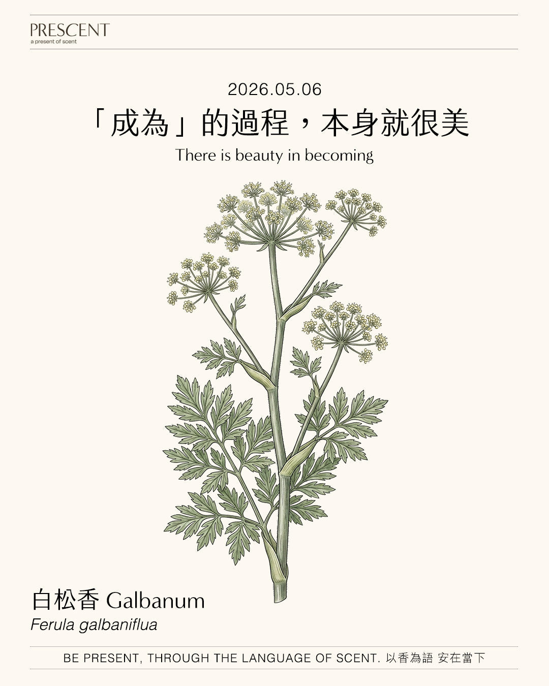 2026.05.06｜白松香 Galbanum
