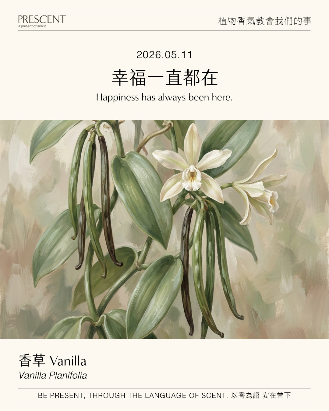 2026.05.09｜甜茴香 Fennel Sweet