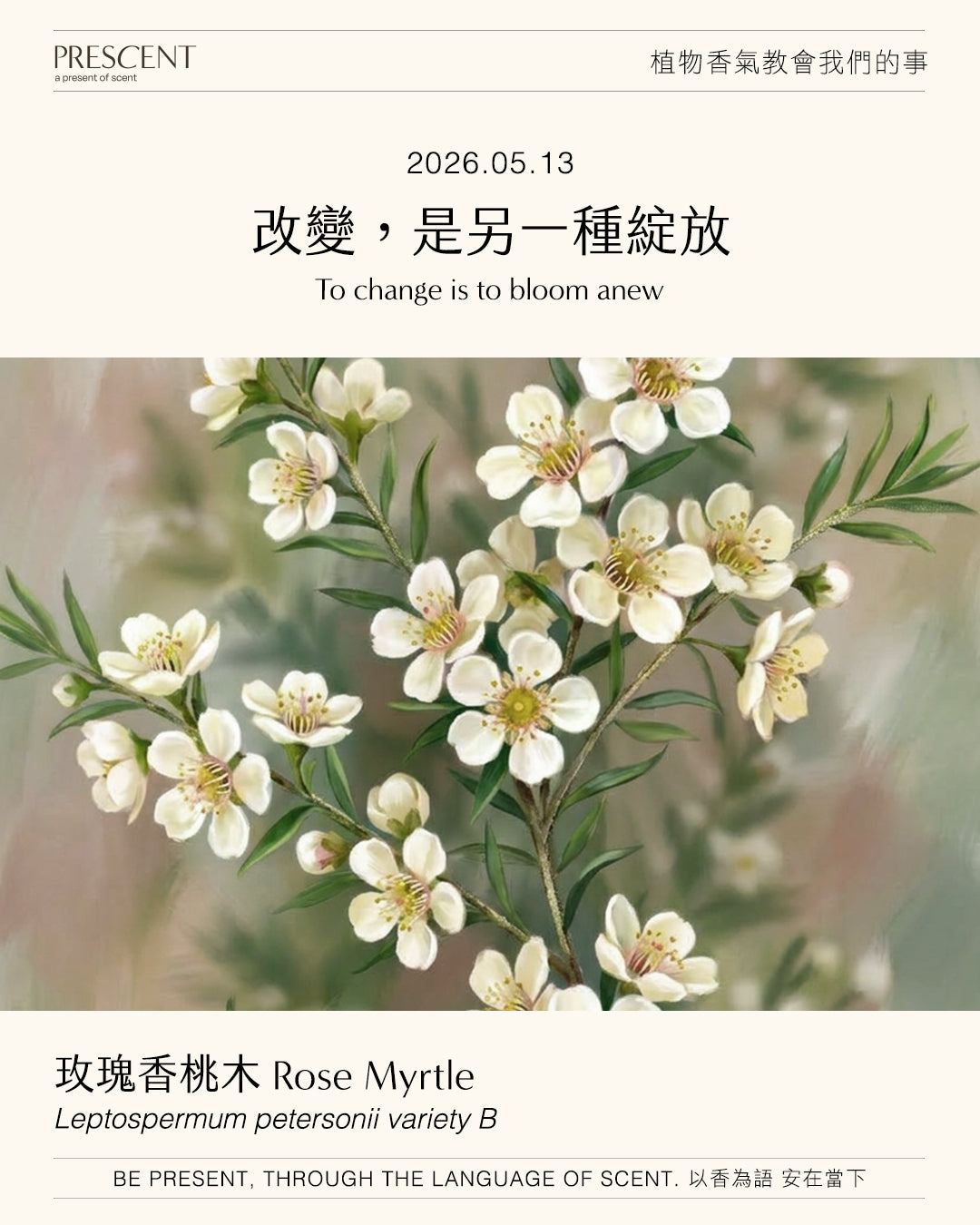 2026.05.13｜玫瑰香桃木 Rose Myrtle