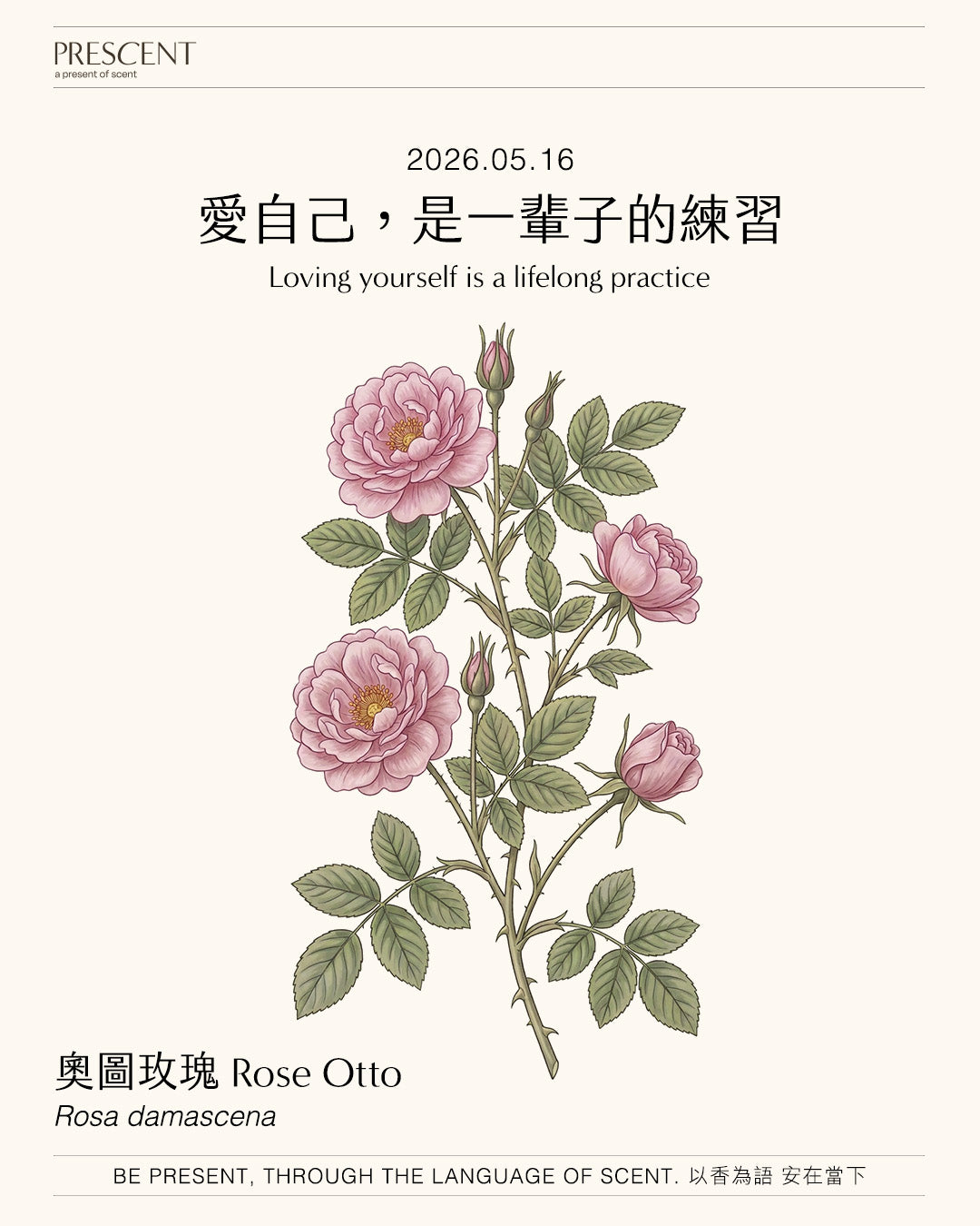2026.05.16｜奧圖玫瑰 Rose Otto