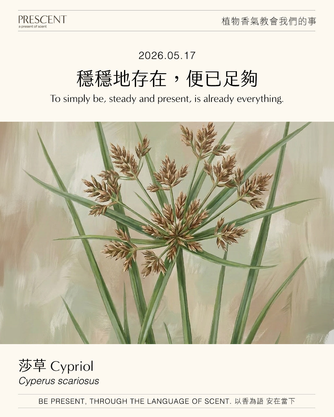 2026.05.17｜莎草 Cypriol