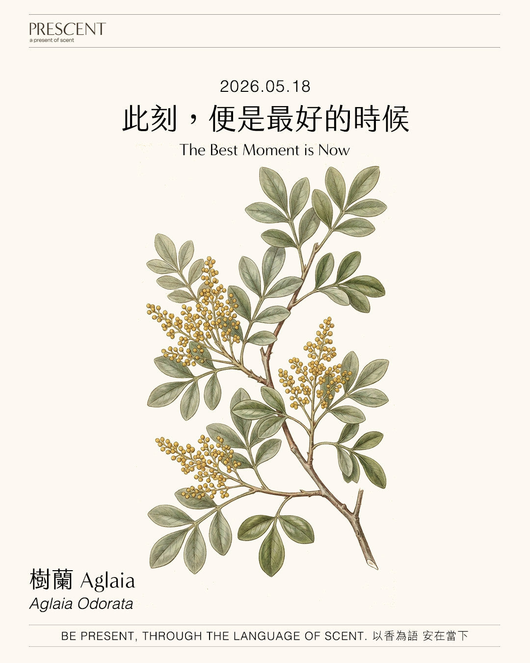 2026.05.18｜樹蘭  Algaia