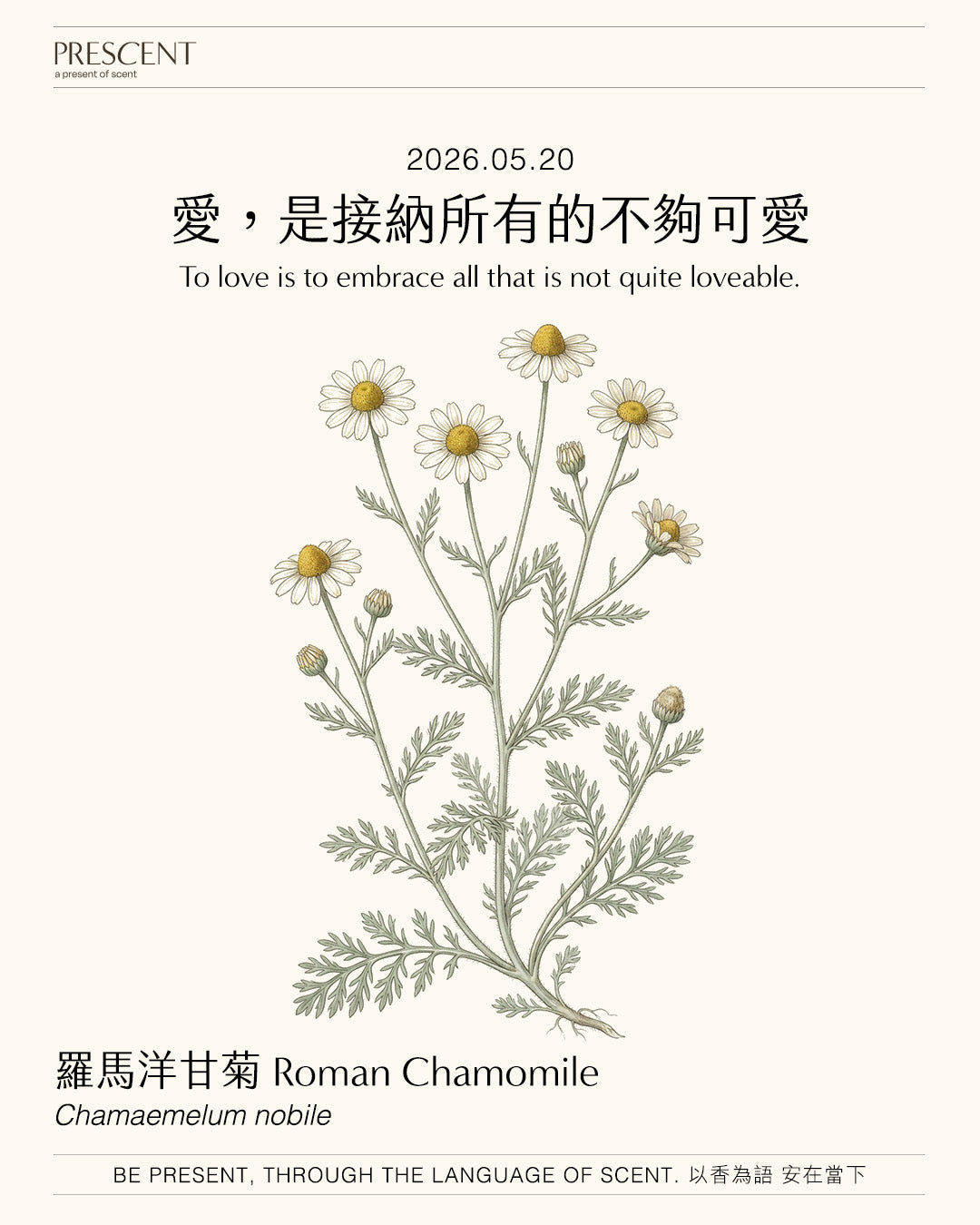 2026.05.20｜羅馬洋甘菊 Roman Chamomile