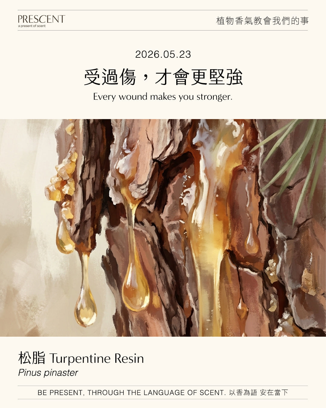 2026.05.23｜松脂 Turpentine Resin