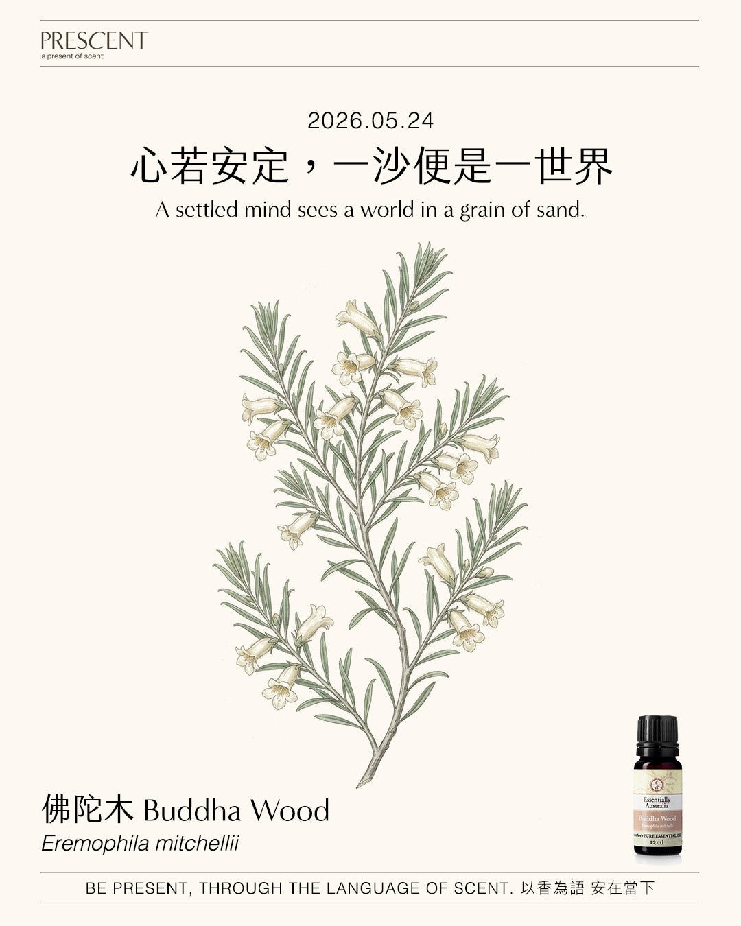 2026.05.24｜佛陀木 Buddha Wood