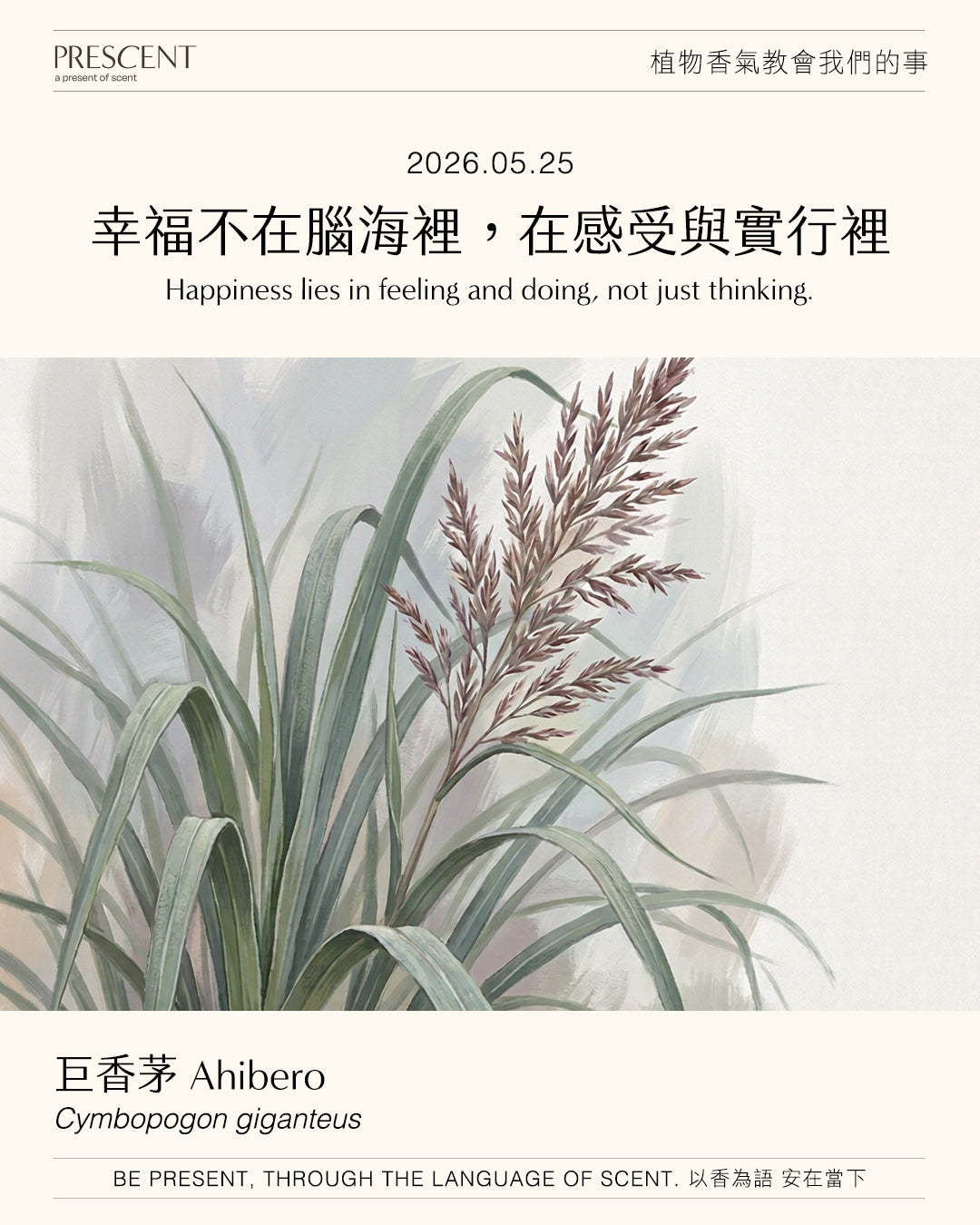 2026.05.25｜巨香茅 Ahibero