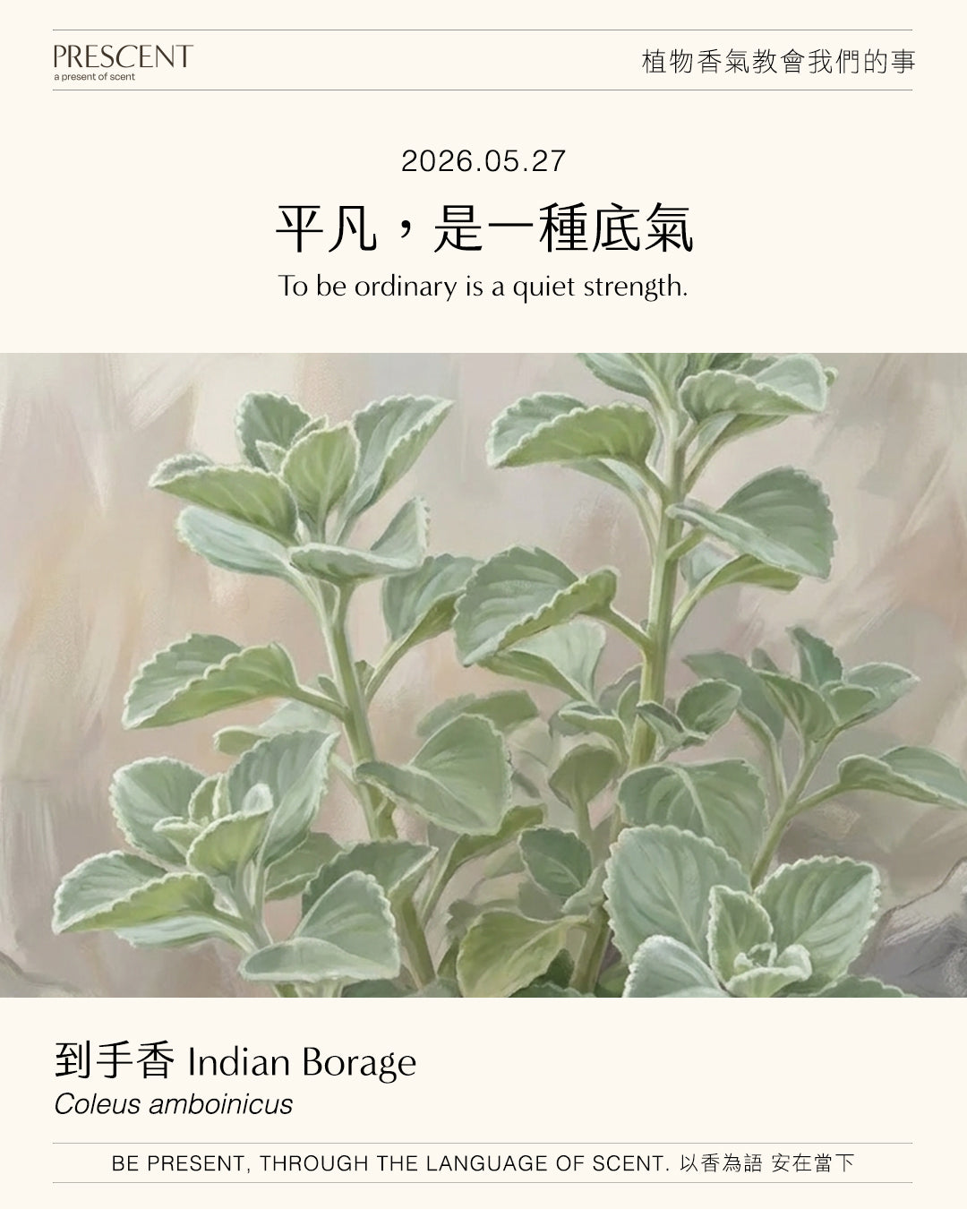 2026.05.27｜到手香 Indian Borage