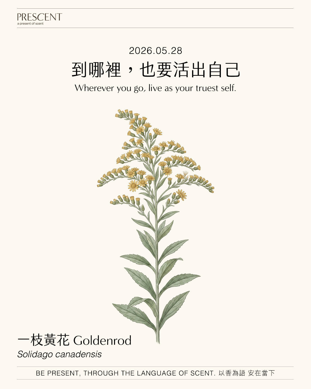 2026.05.28｜一枝黃花 Goldenrod